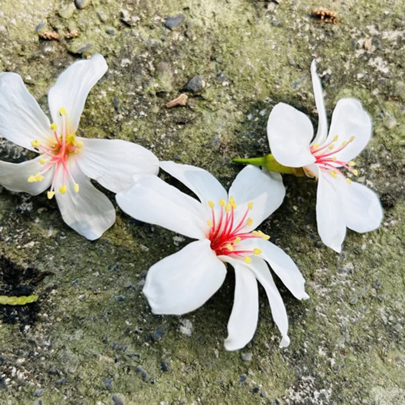 慧馨牧師與你一起讀經：詩篇93華