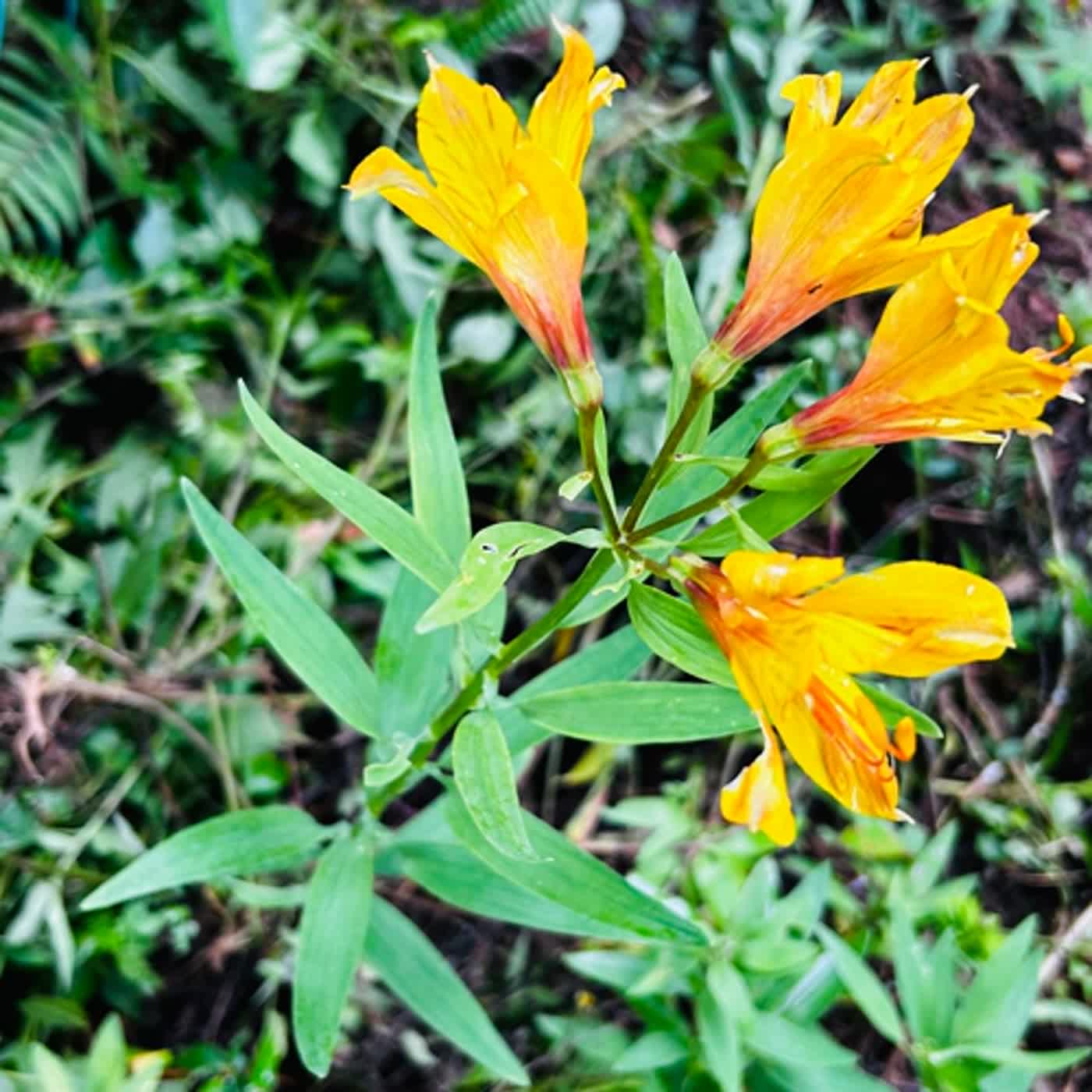 慧馨牧師與你一起讀經：詩篇138華