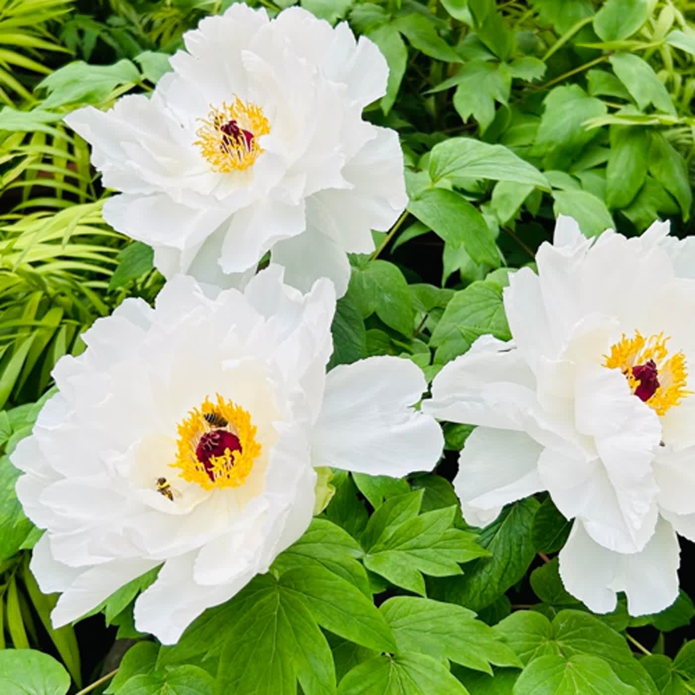 慧馨牧師與你一起讀經：詩篇129台