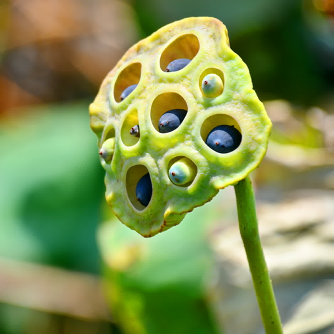 慧馨牧師與你一起讀經：詩篇27華