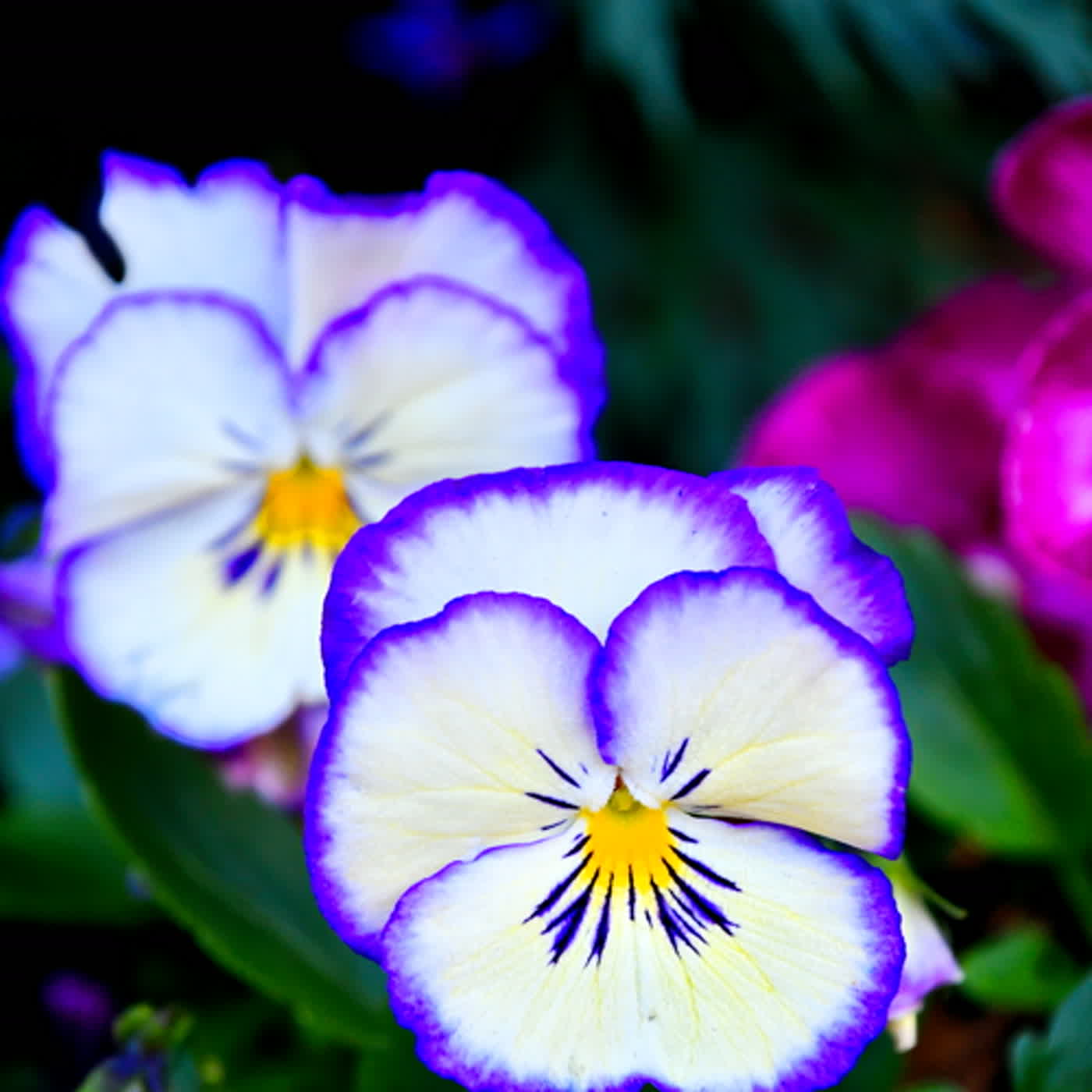 慧馨牧師與你一起讀經：詩篇89:1-18台