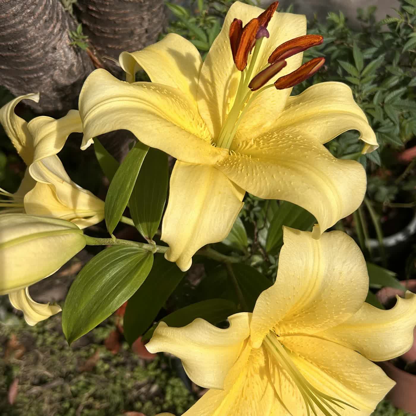 慧馨牧師華語講道-上帝建造從心合一詩篇127