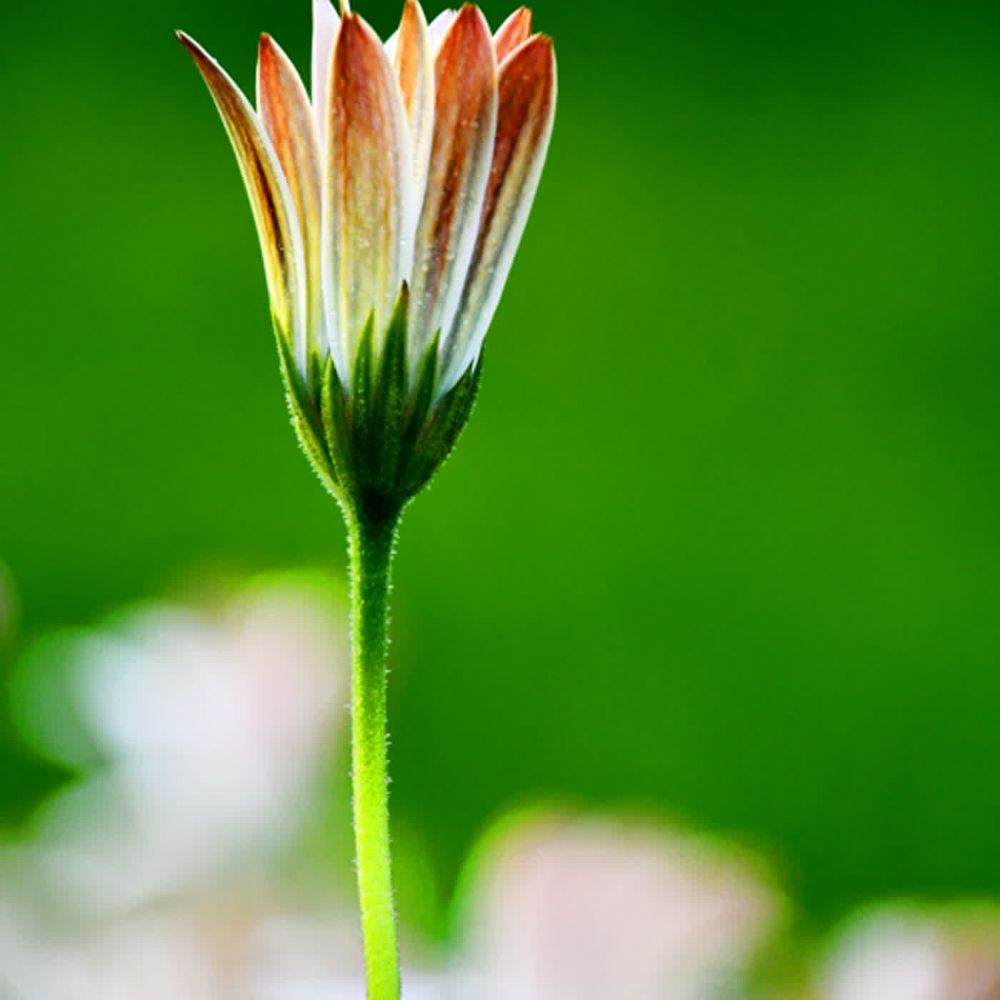 慧馨牧師與你一起讀經：詩篇33台