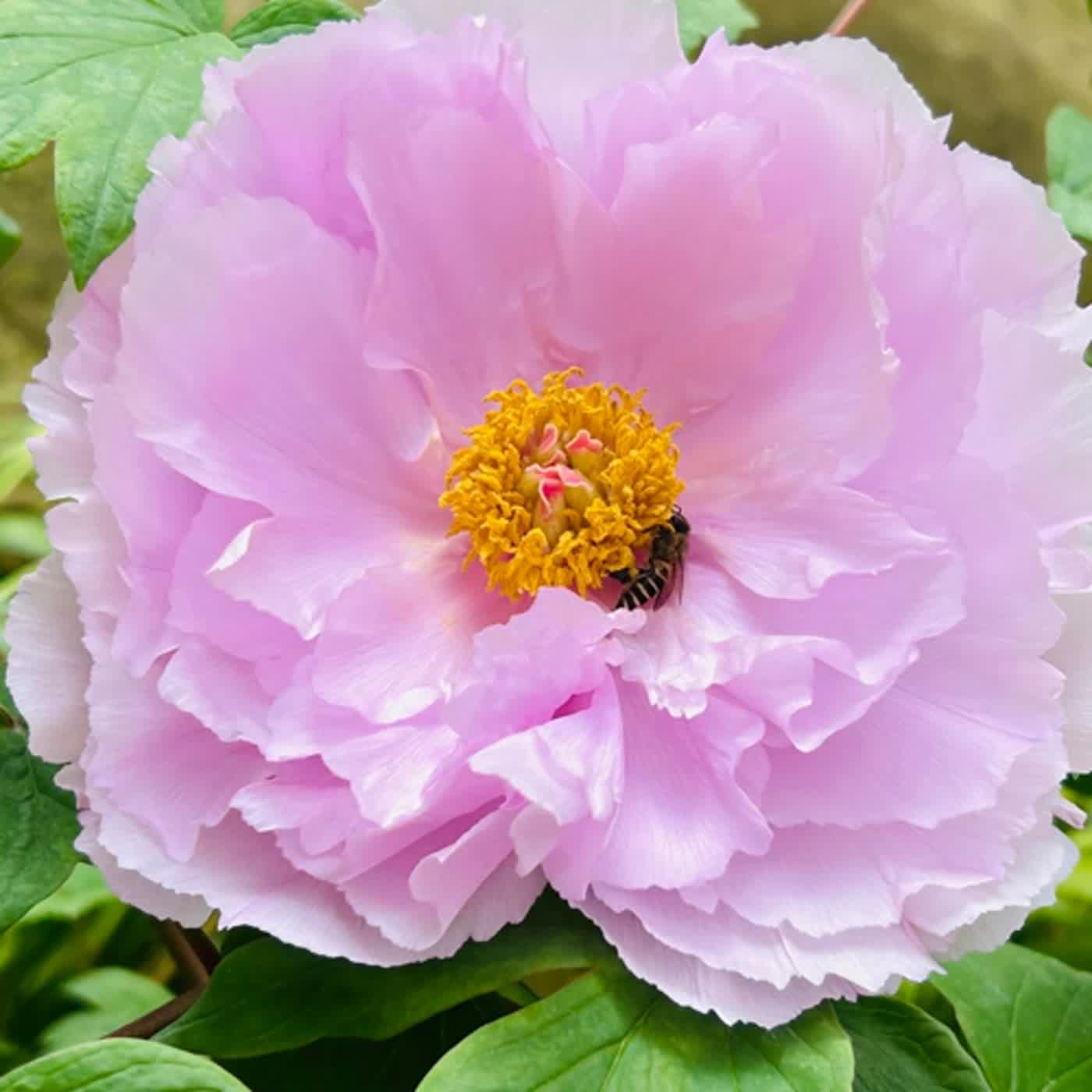 慧馨牧師與你一起讀經：詩篇132台