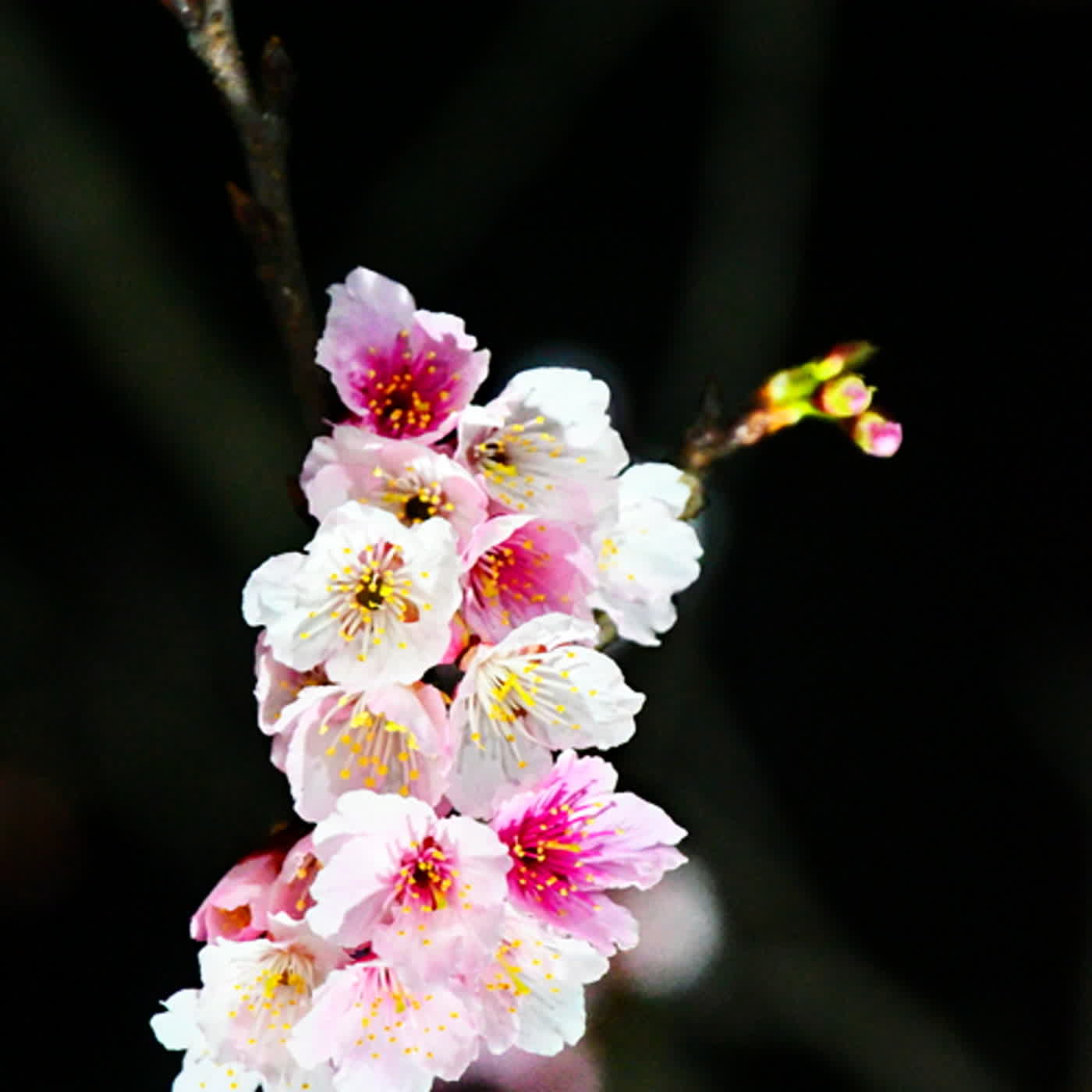 慧馨牧師與你一起讀經：詩篇76台