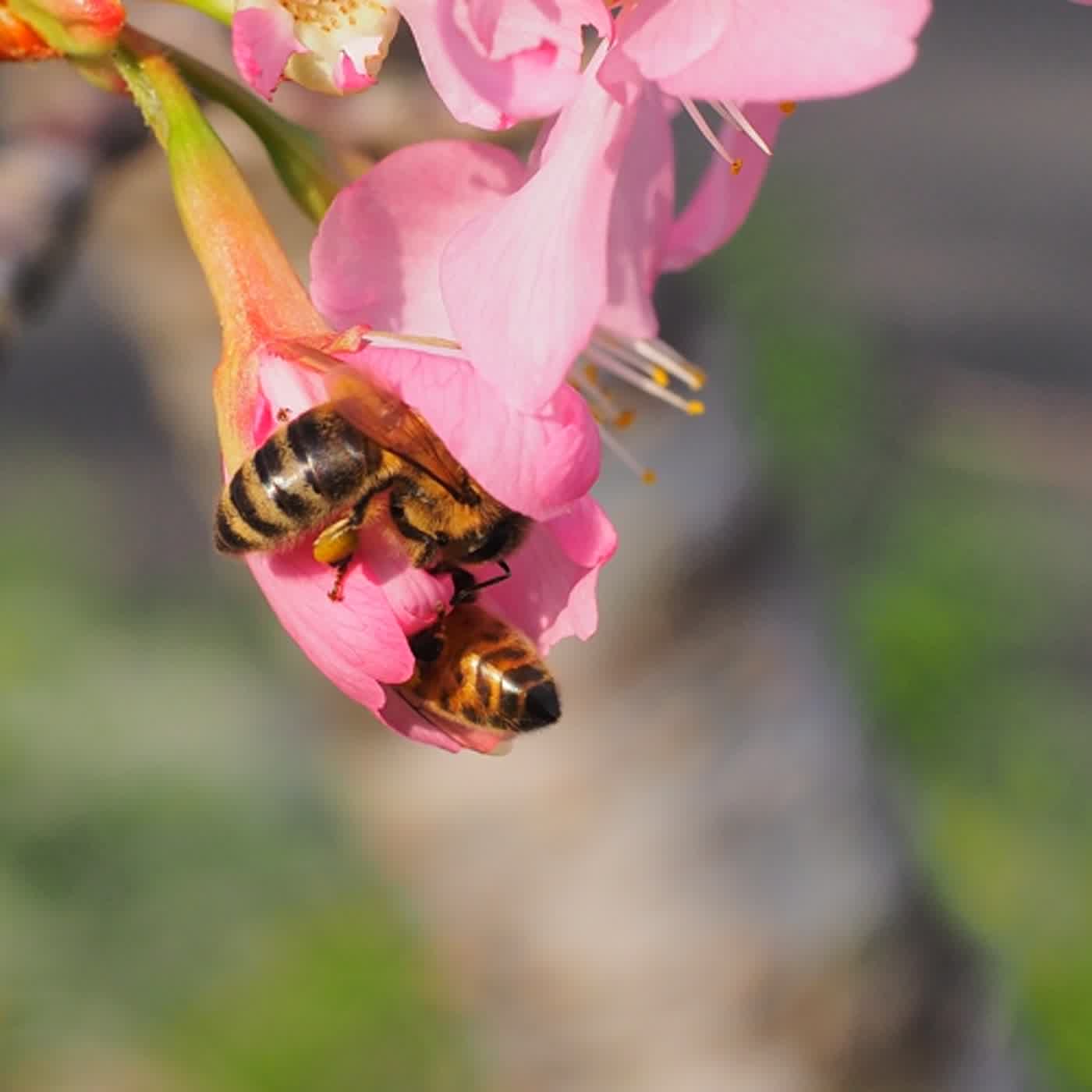 慧馨牧師與你一起讀經：箴言7-8華