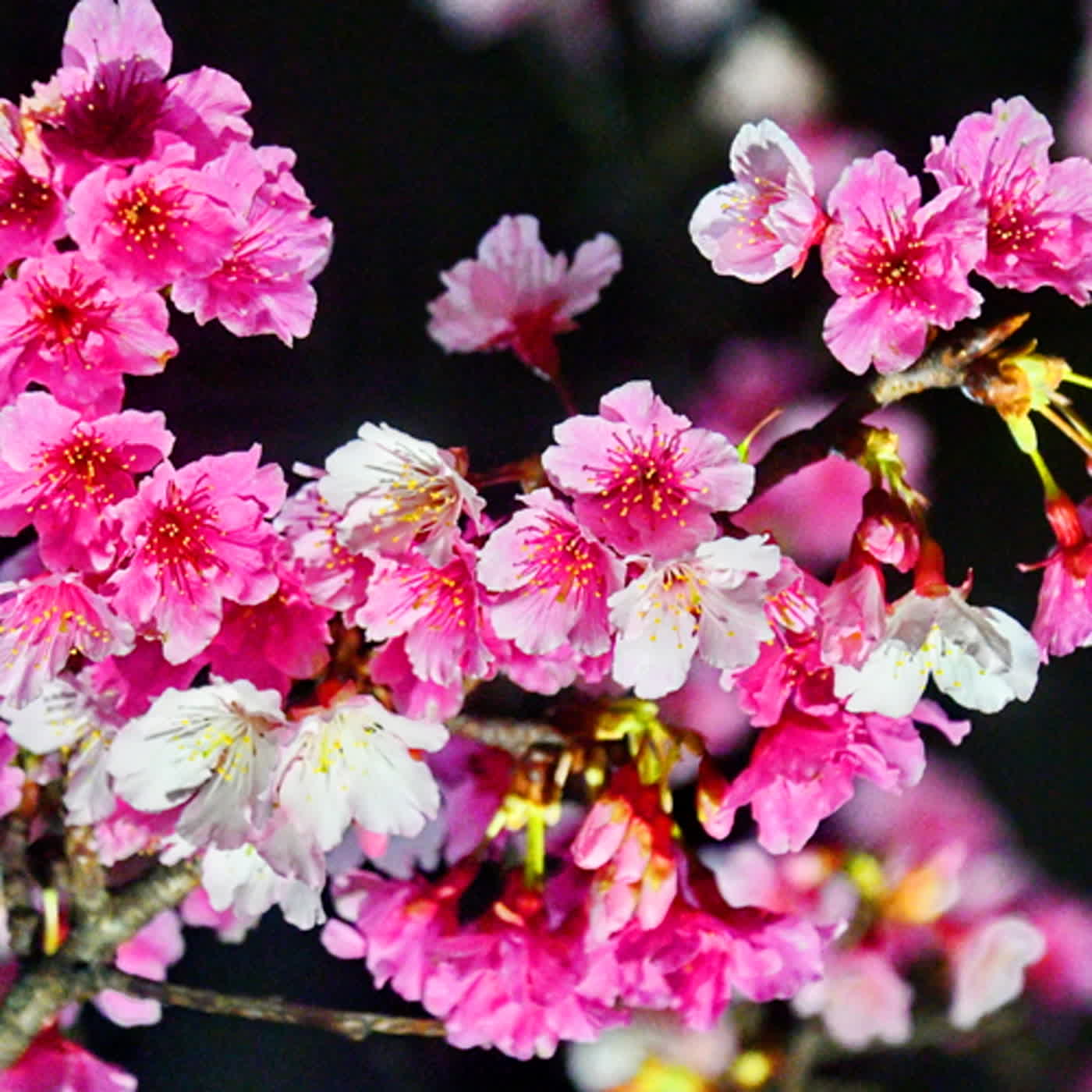 慧馨牧師與你一起讀經：詩篇78:1-39華