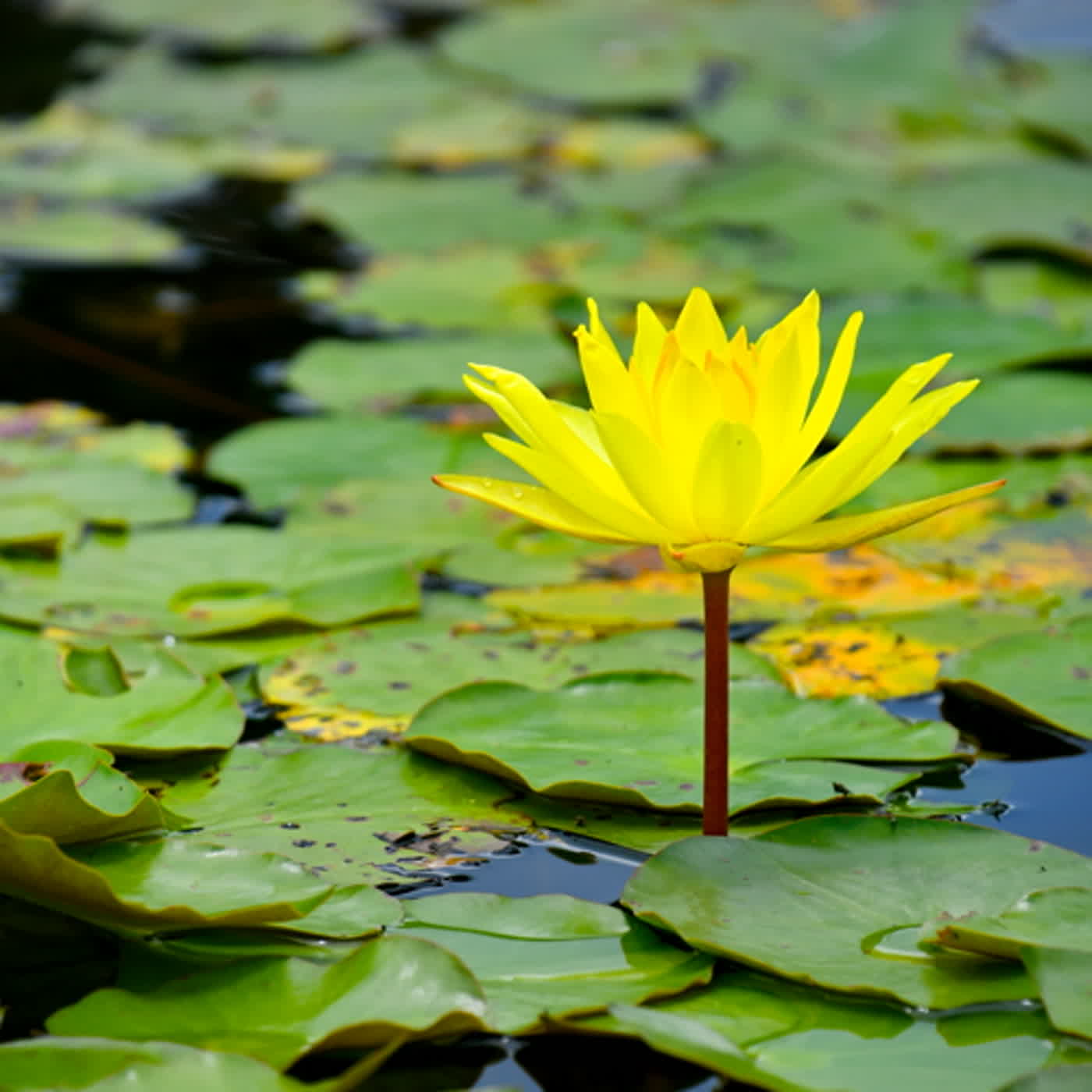 慧馨牧師與你一起讀經：詩篇21華