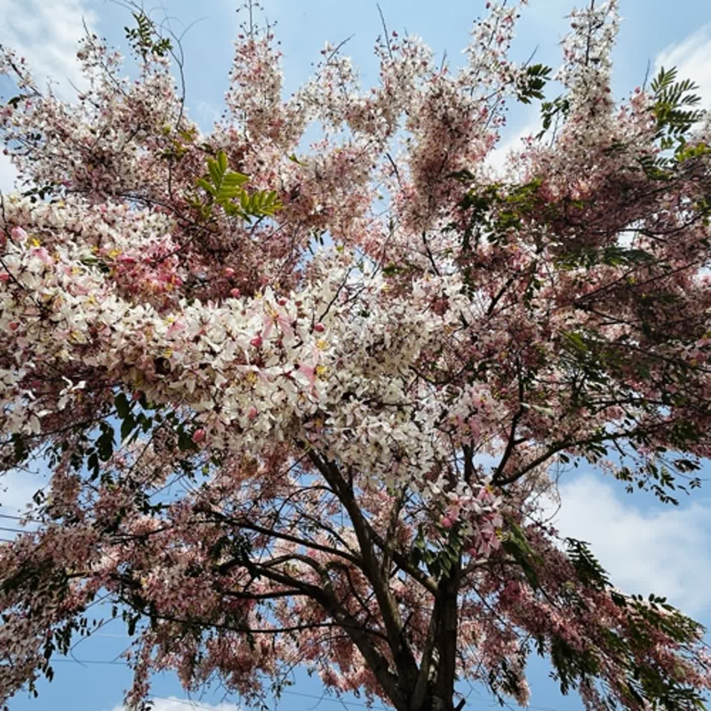 慧馨牧師與你一起讀經：詩篇97華