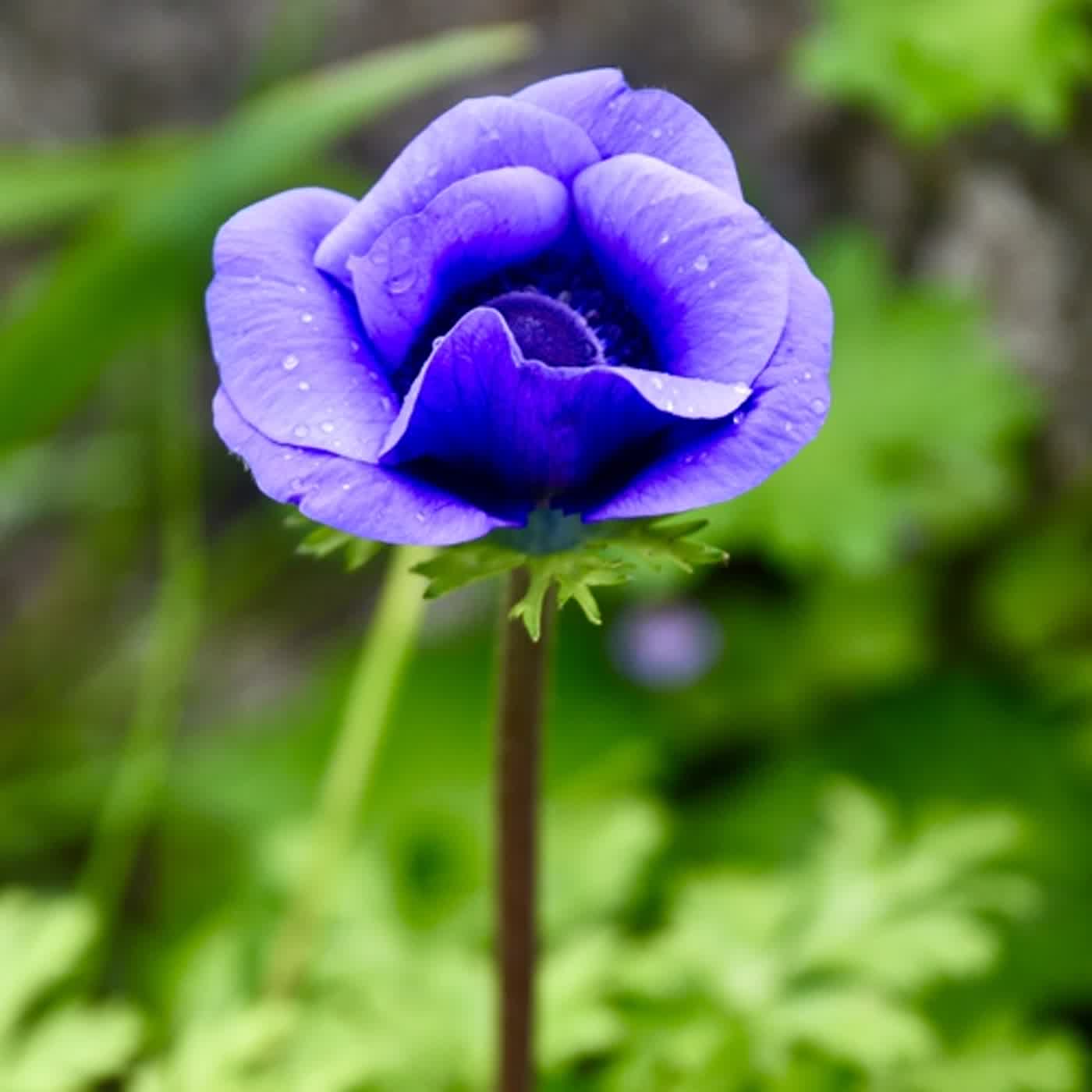 慧馨牧師與你一起讀經：詩篇66華