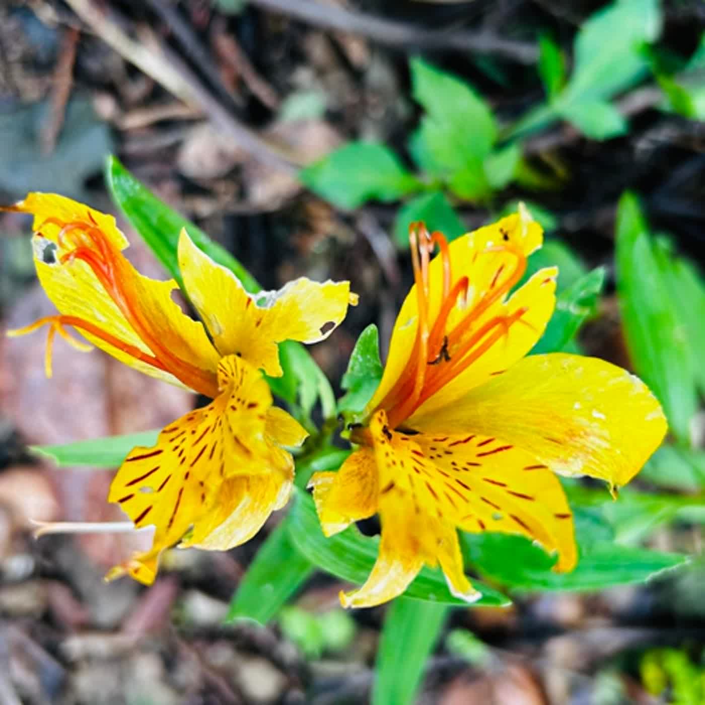 慧馨牧師與你一起讀經：詩篇137台