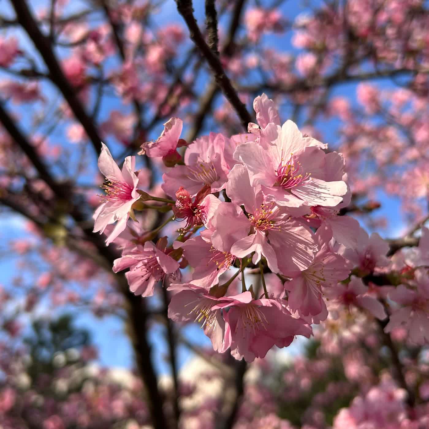 慧馨牧師講道婦女主日一件美好的事-可14