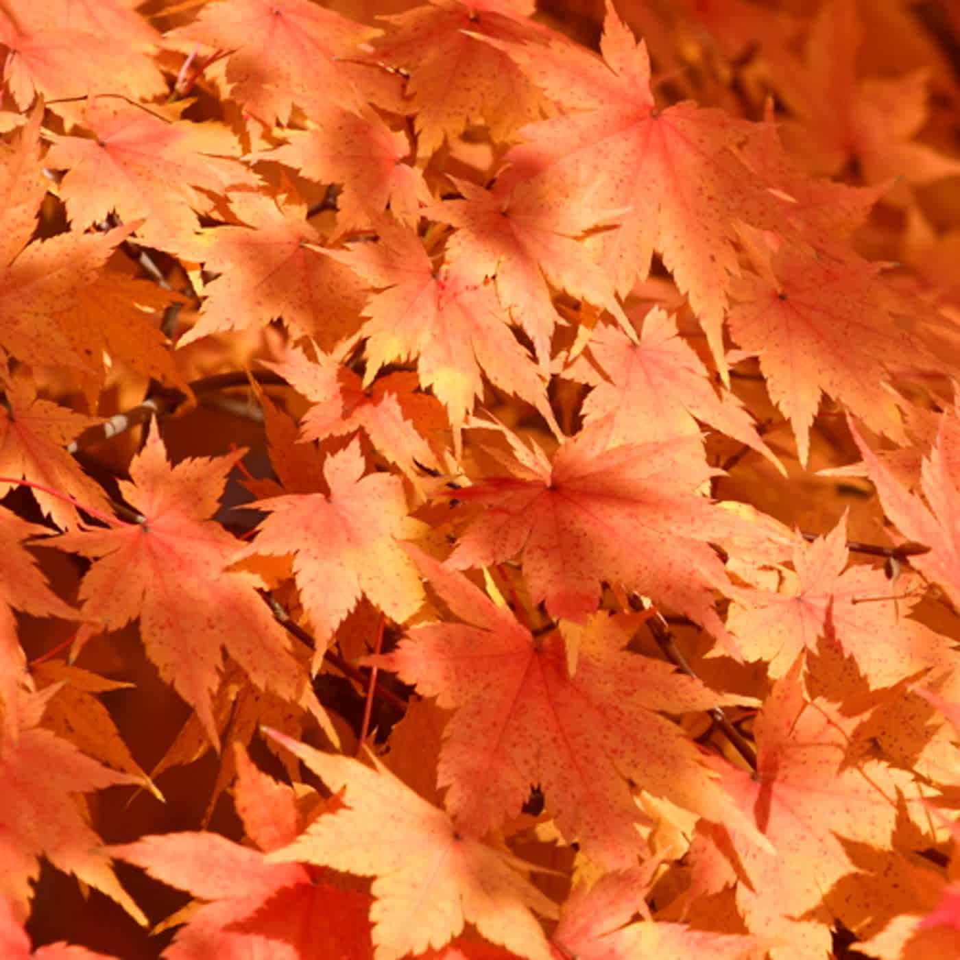 慧馨牧師與你一起讀經：詩篇54台