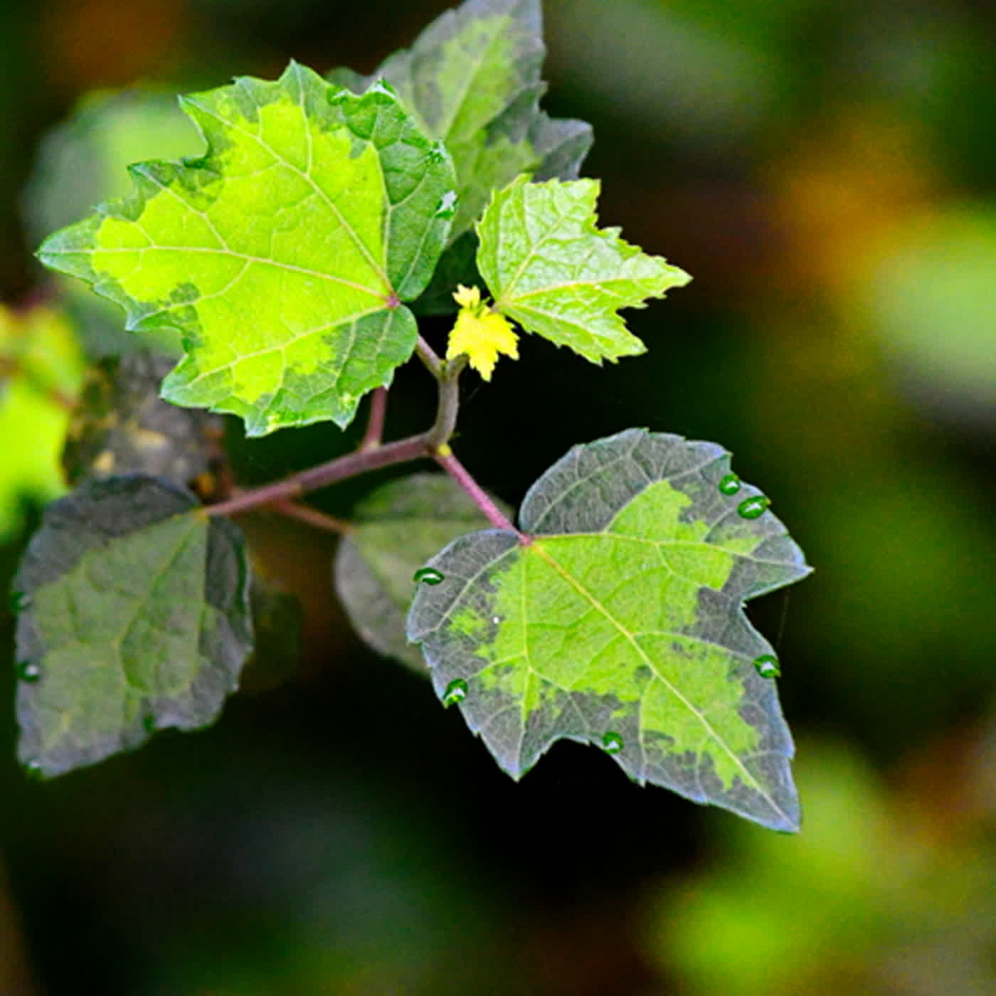 慧馨牧師與你一起讀經：詩篇46台