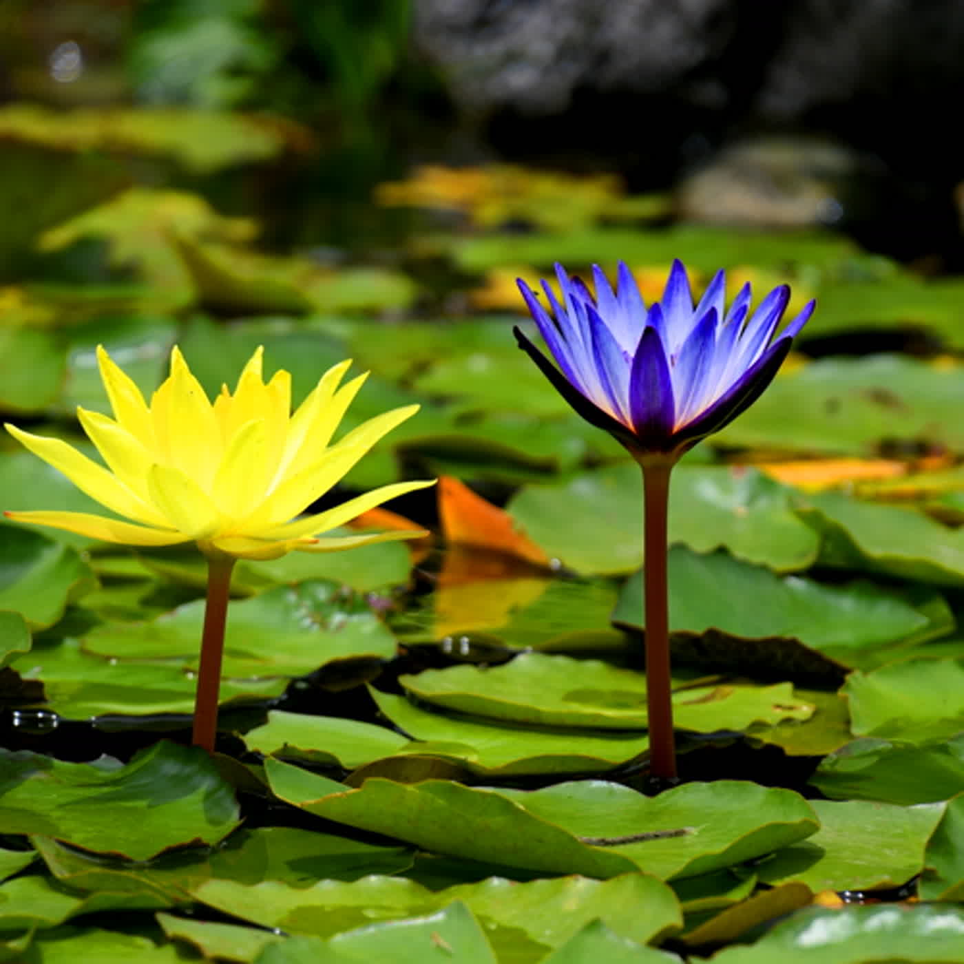 慧馨牧師與你一起讀經：詩篇22:1-21台