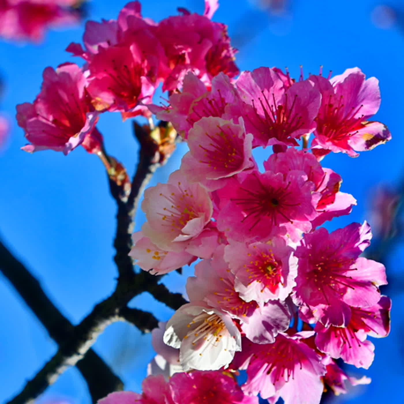 慧馨牧師與你一起讀經：詩篇75華