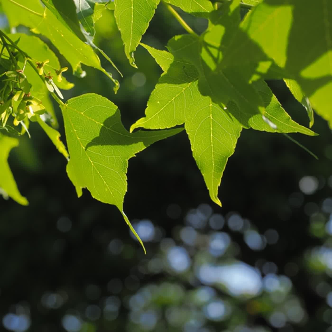 慧馨牧師與你一起讀經：箴言11台