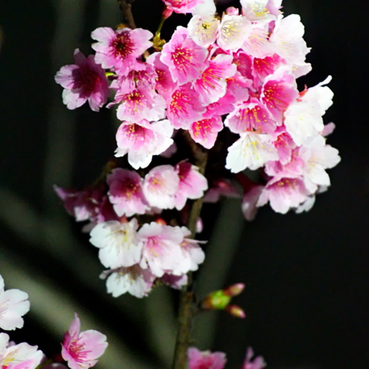 慧馨牧師與你一起讀經：詩篇77華