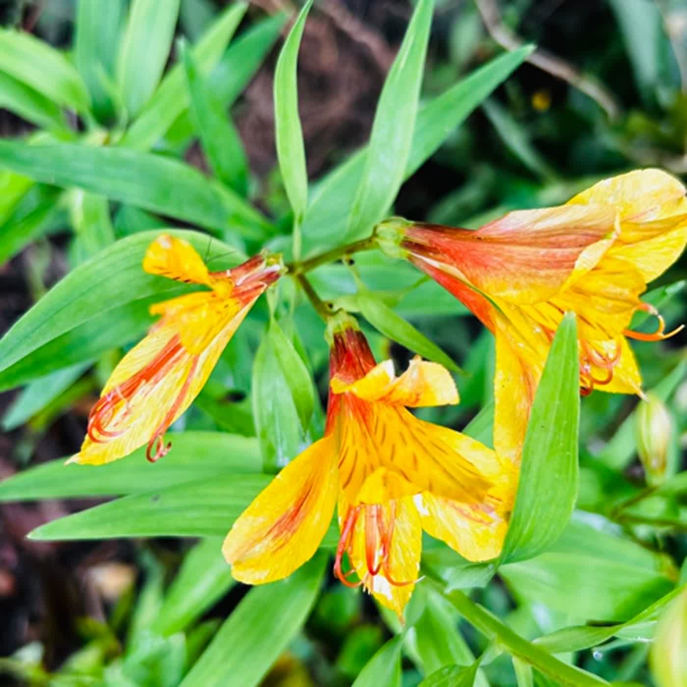 慧馨牧師與你一起讀經：詩篇137華