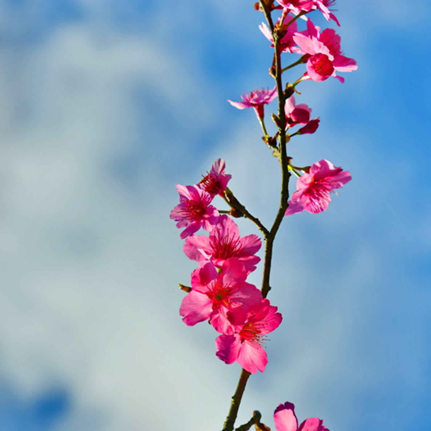 慧馨牧師與你一起讀經：詩篇59華