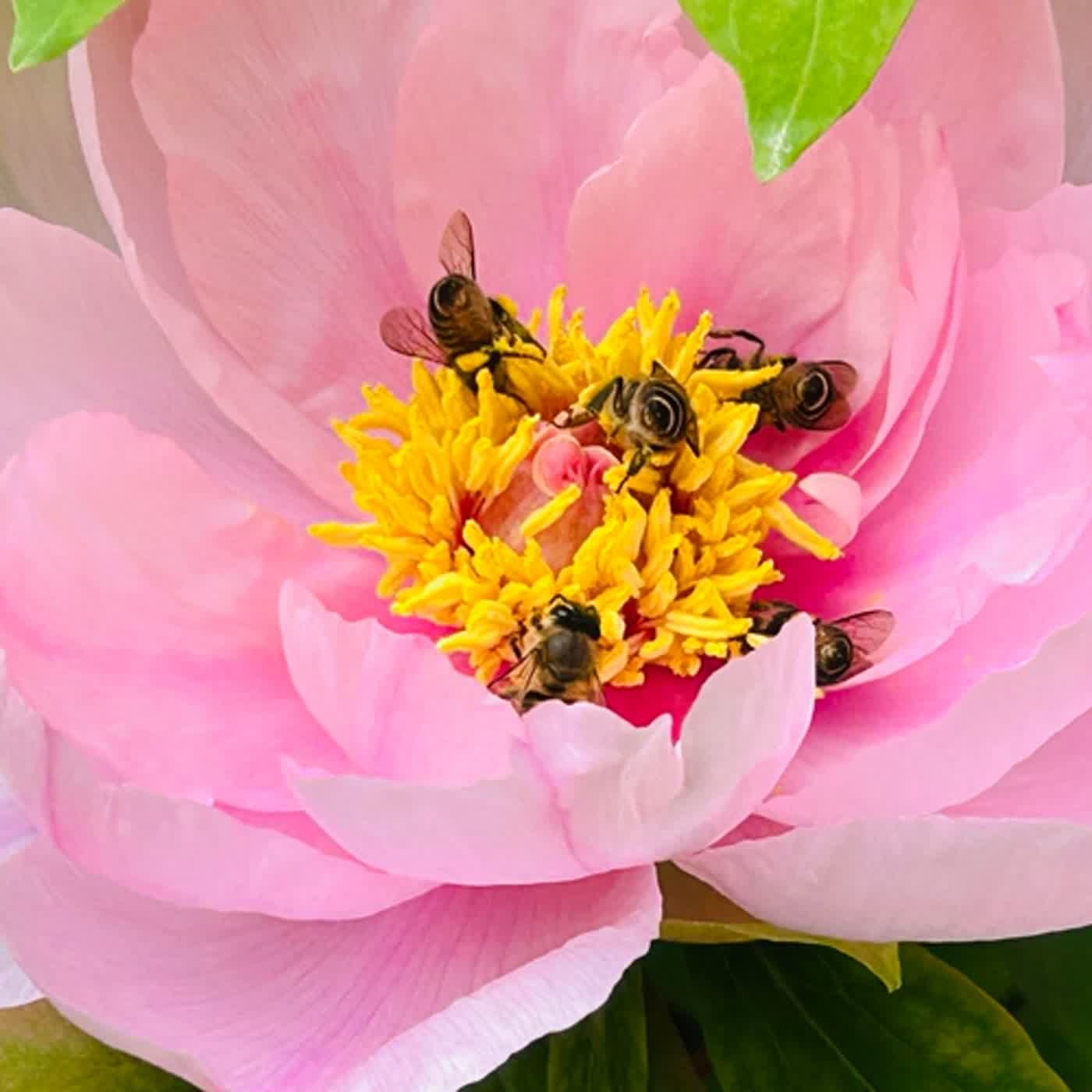 慧馨牧師與你一起讀經：詩篇120華