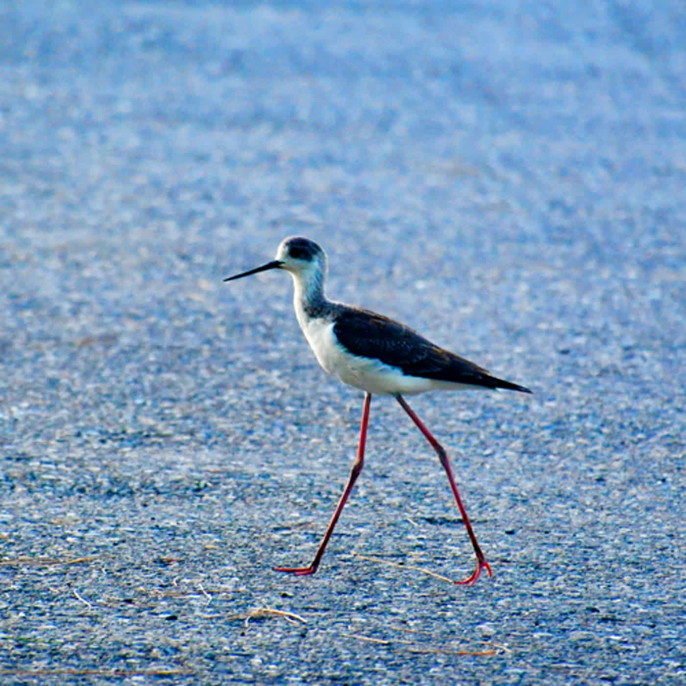 慧馨牧師與你一起讀經：詩篇50華