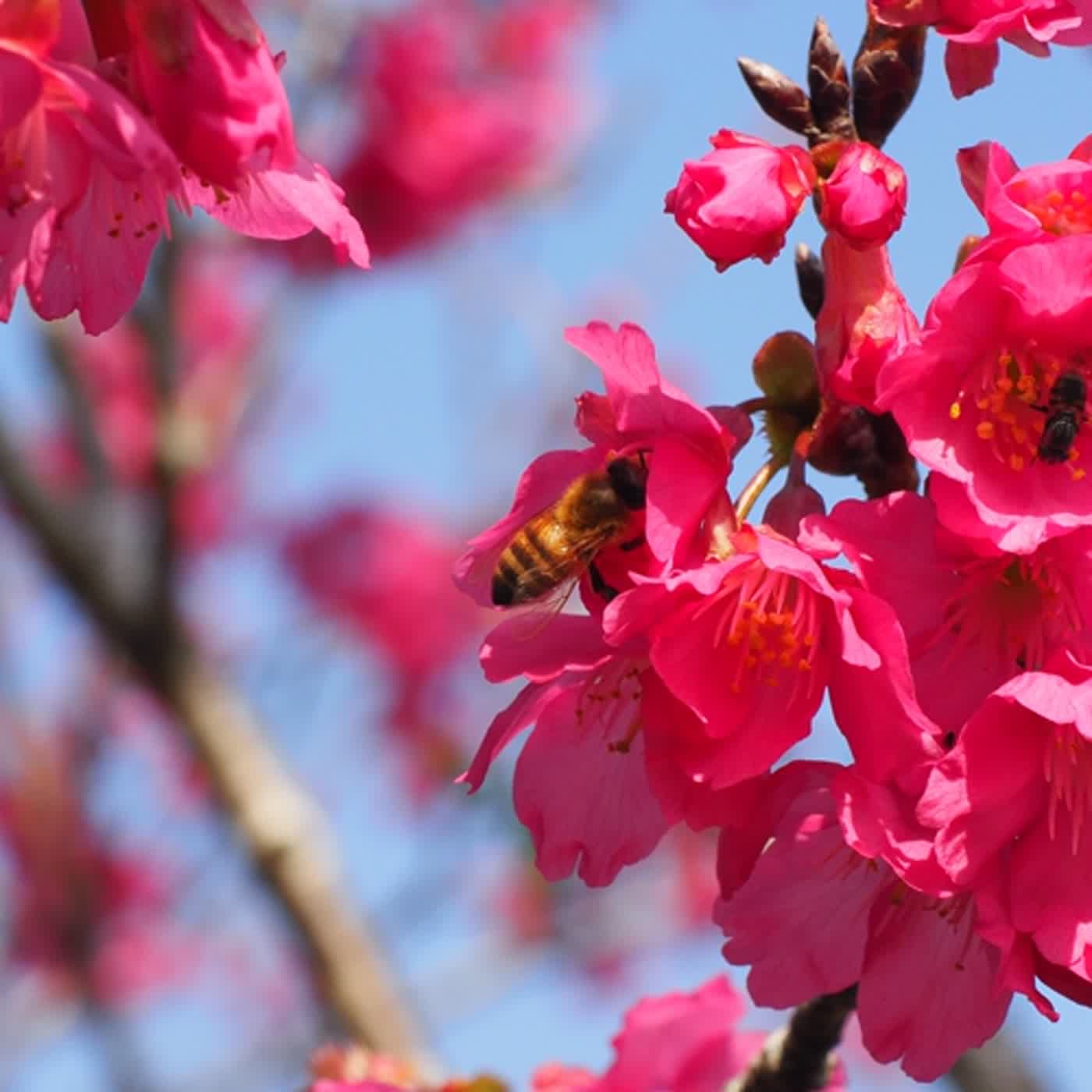 慧馨牧師與你一起讀經：箴言6:1-19台