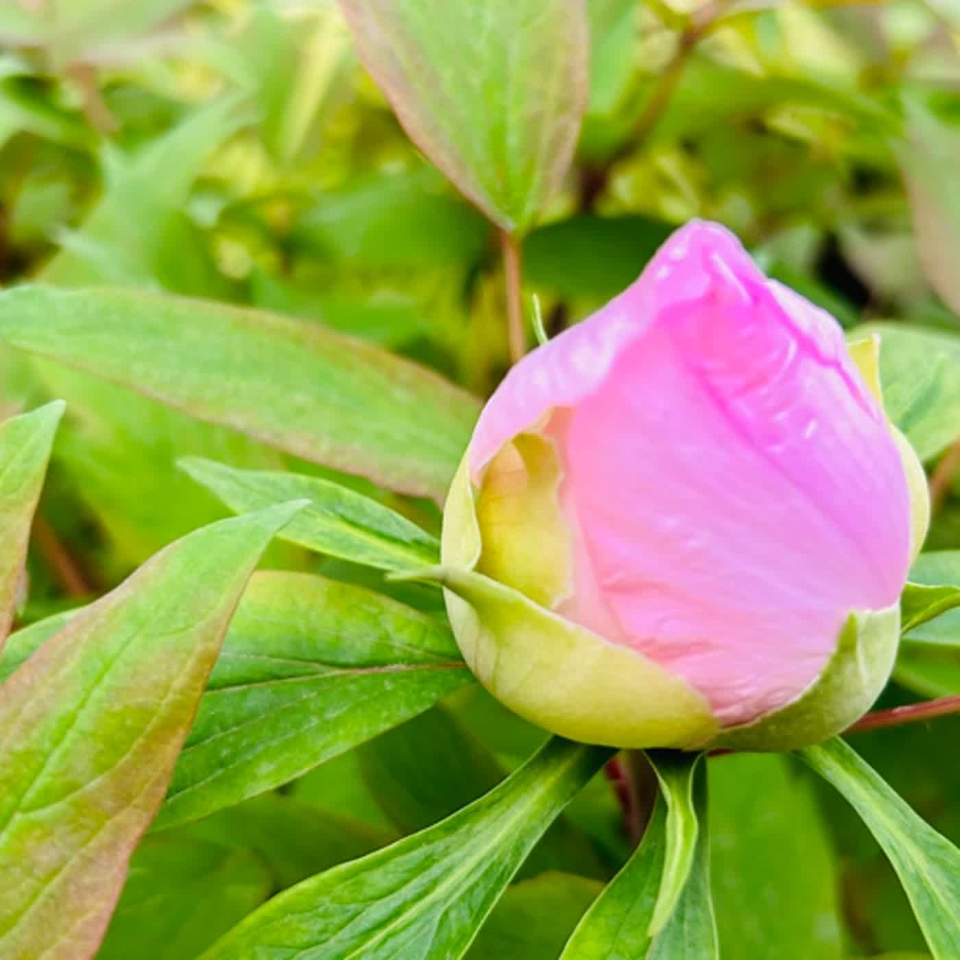 慧馨牧師與你一起讀經：詩篇119:121-128台