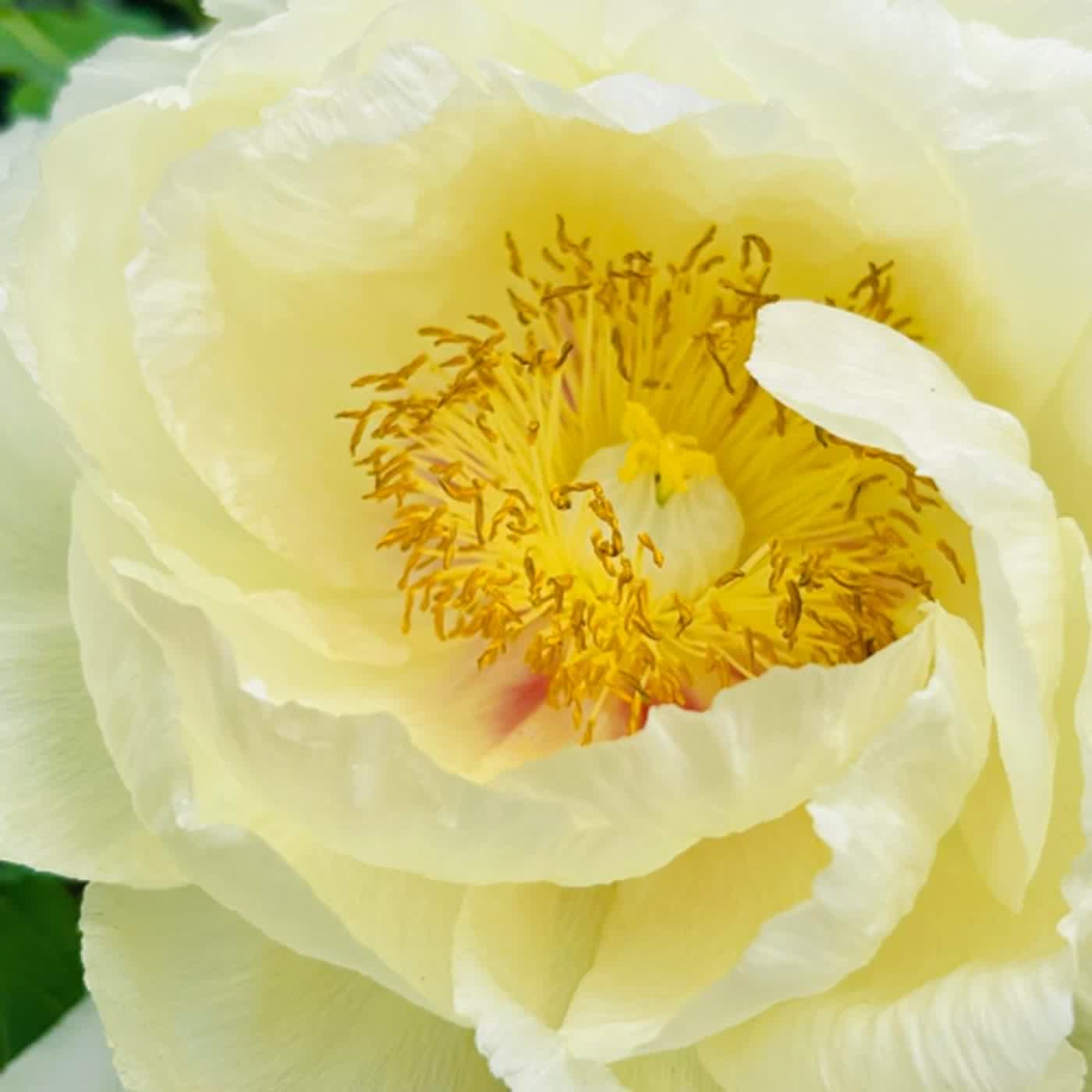 慧馨牧師與你一起讀經：詩篇119:1-8華