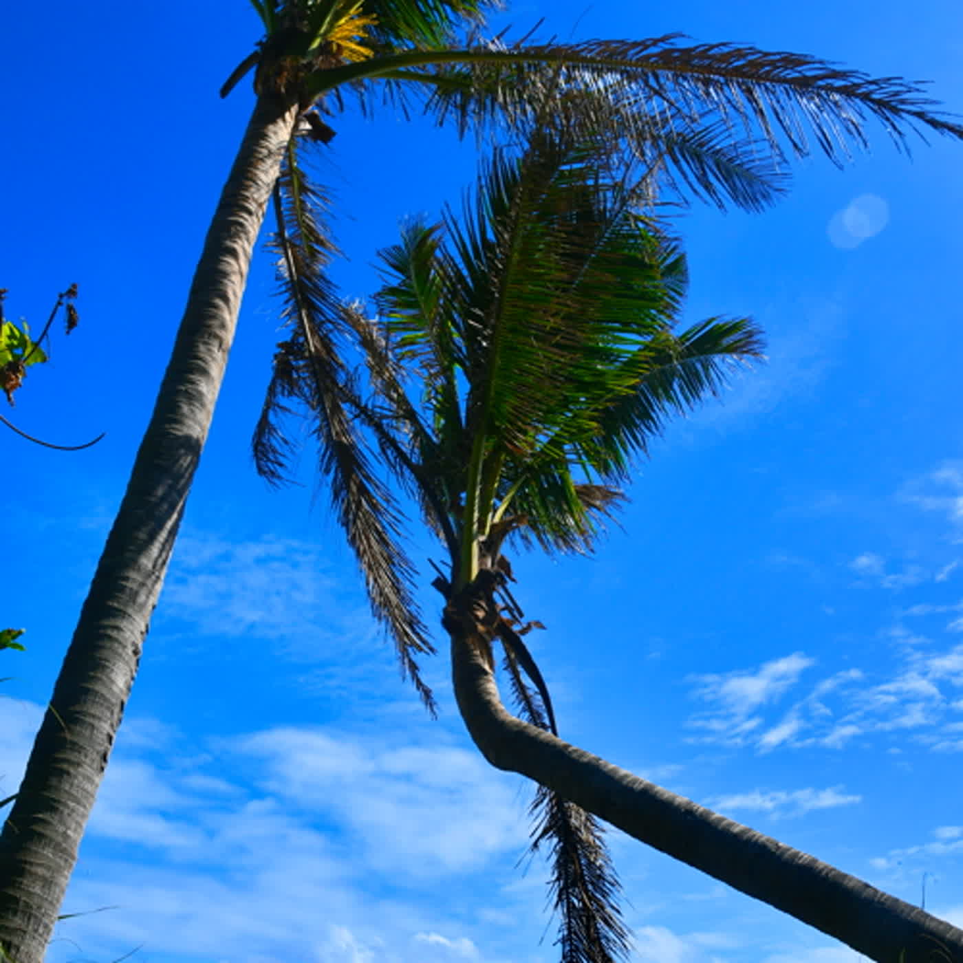 慧馨牧師與你一起讀經：詩篇52華