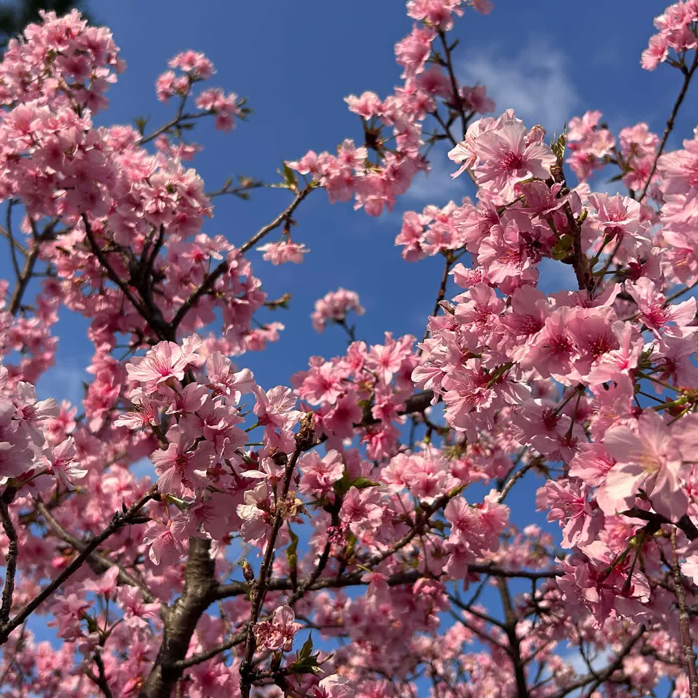 慧馨牧師講道-展翅上騰迎恩年詩84