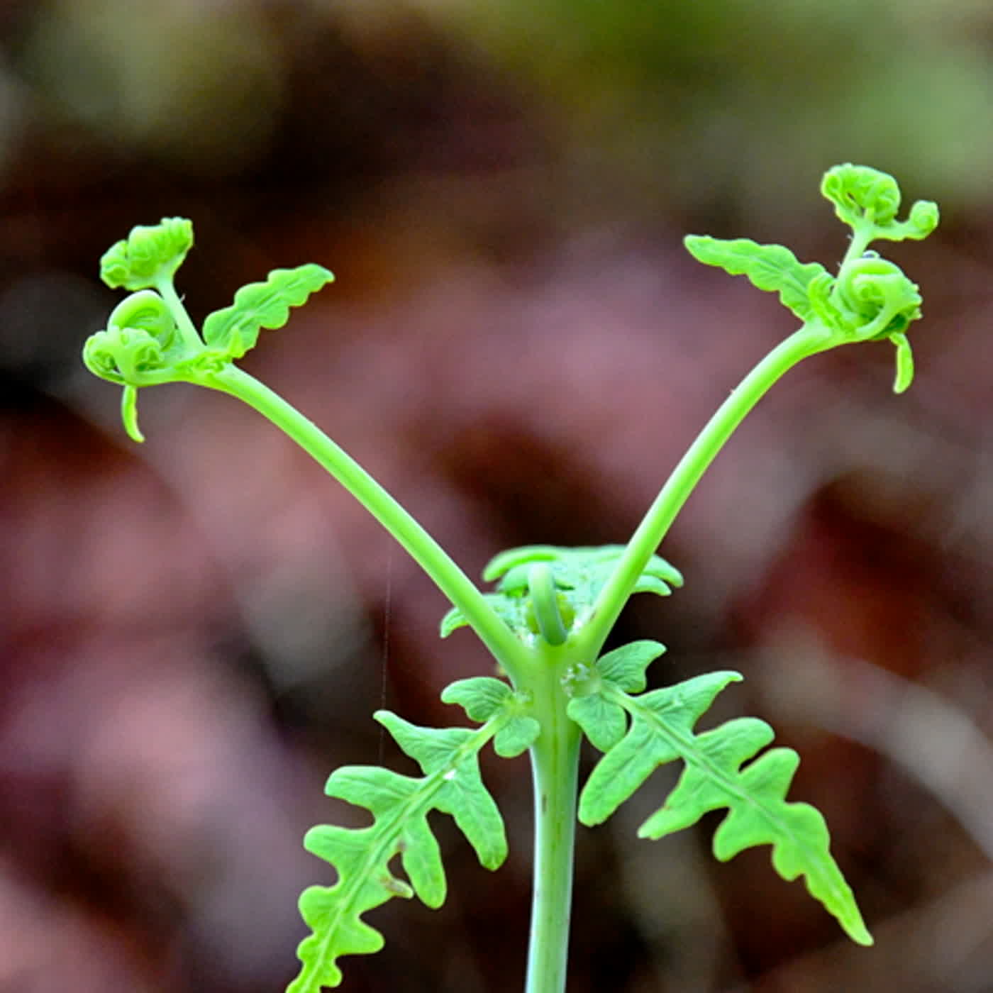 慧馨牧師與你一起讀經：詩篇81台