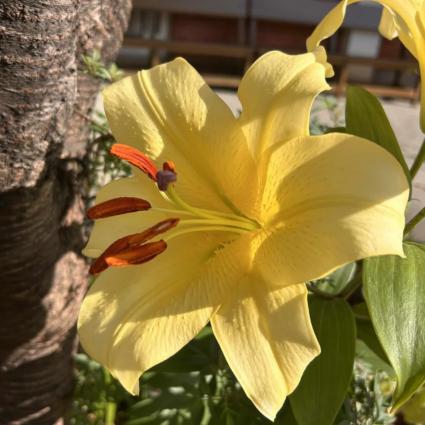 慧馨牧師與您讀經禱告：阿摩司書5-6華