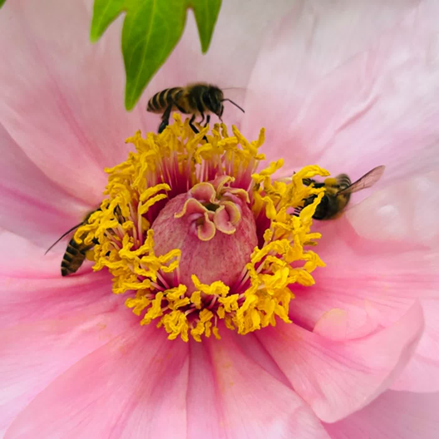 慧馨牧師與你一起讀經：詩篇131華