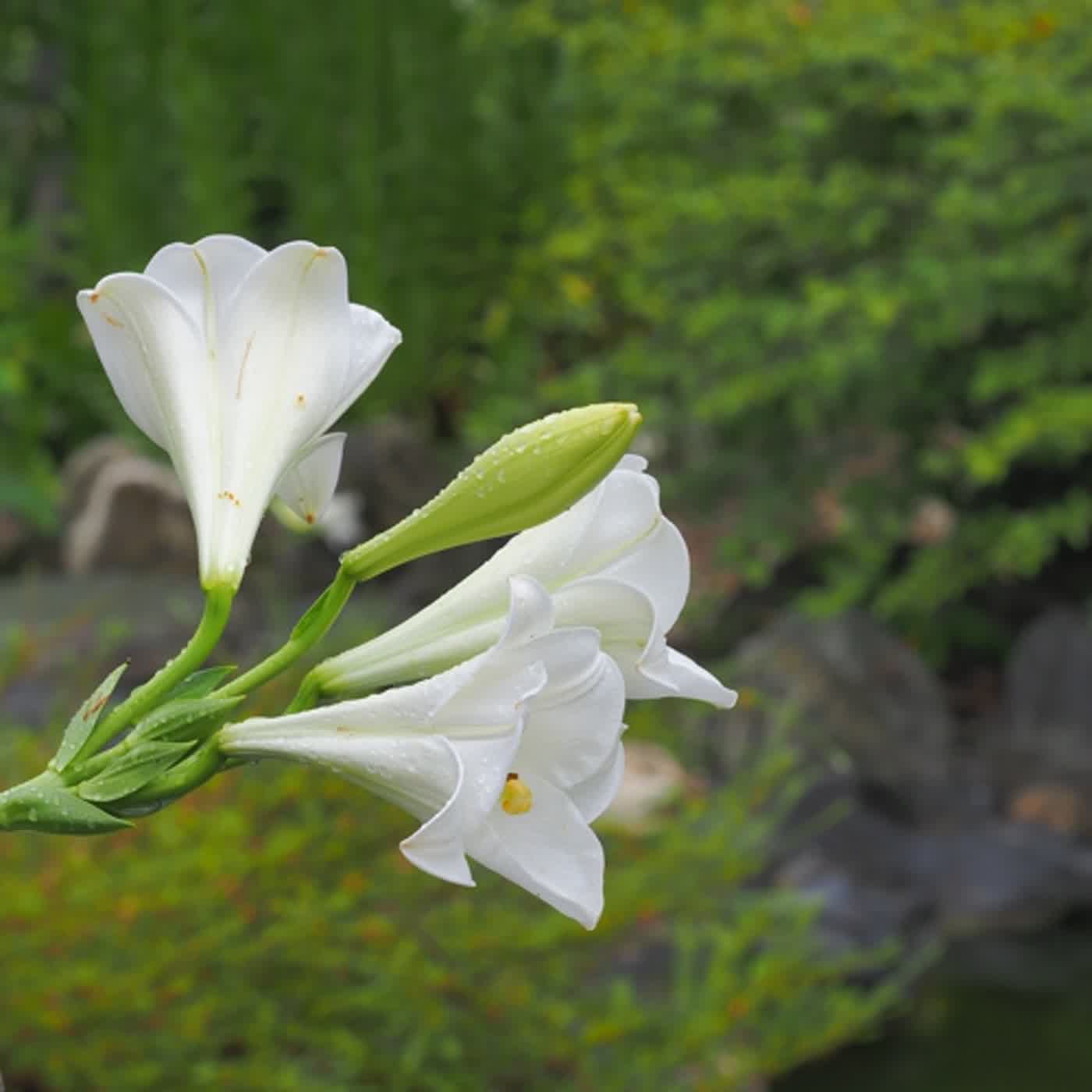 慧馨牧師與你一起讀經：箴言12華