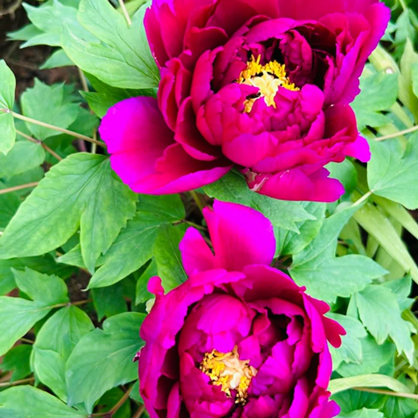 慧馨牧師與你一起讀經：詩篇119:89-96台