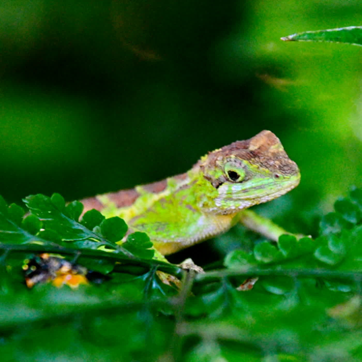 慧馨牧師與你一起讀經：詩篇22:22-31華