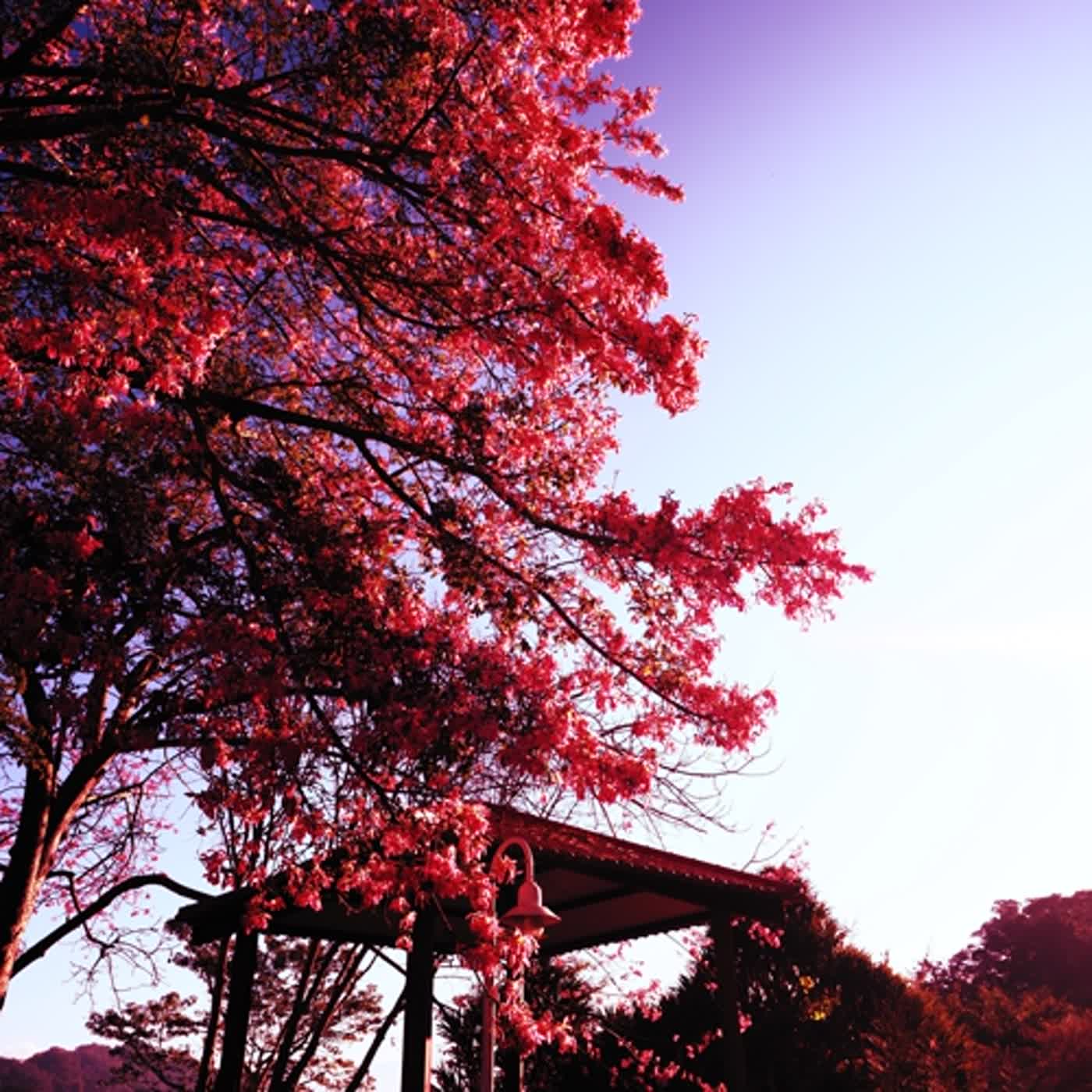 慧馨牧師與你一起讀經：箴言2台