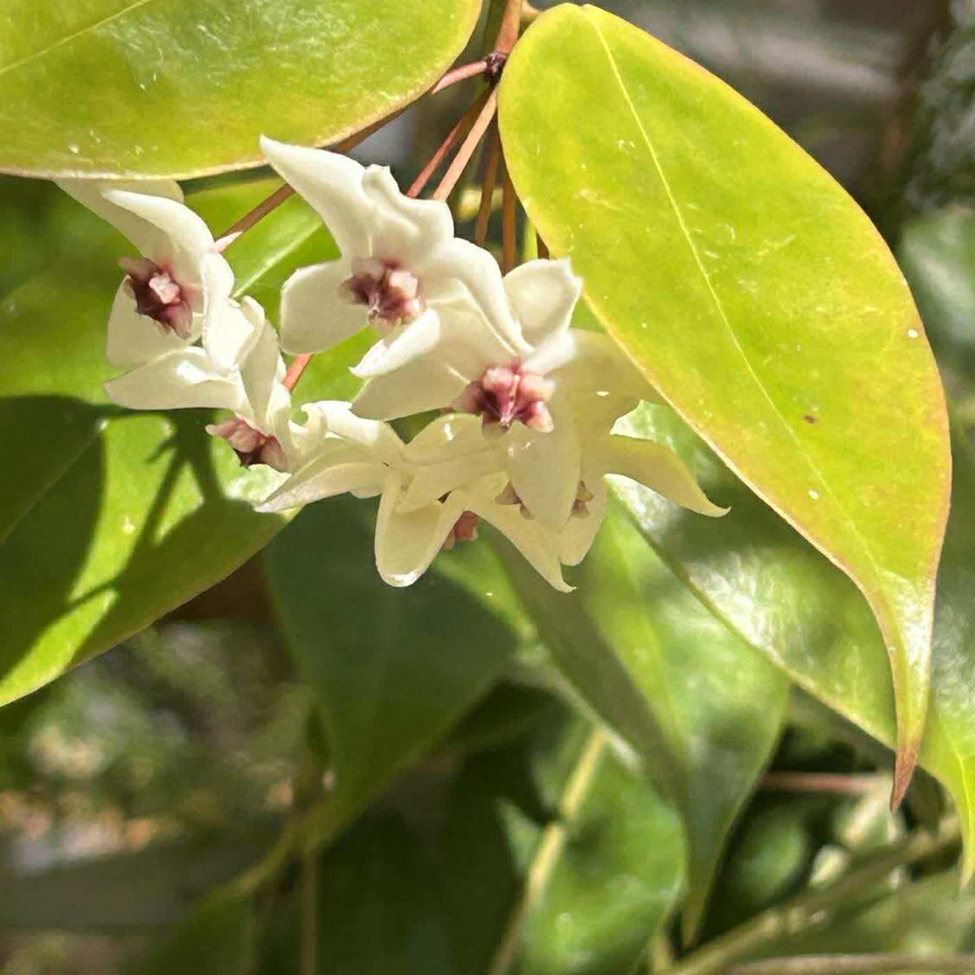 慧馨牧師與您讀經禱告-阿摩司書1-2華