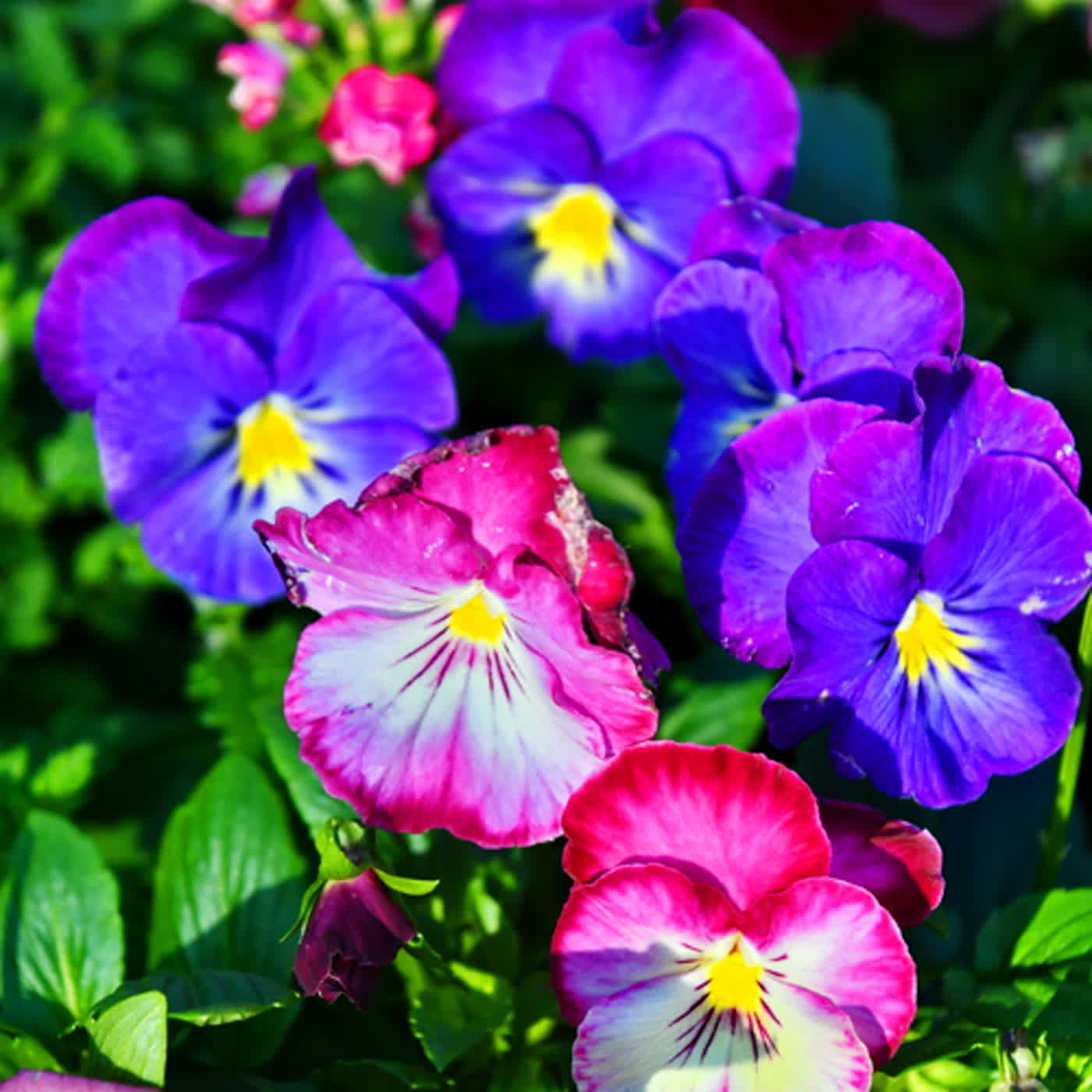 慧馨牧師與你一起讀經：詩篇89:19-52華