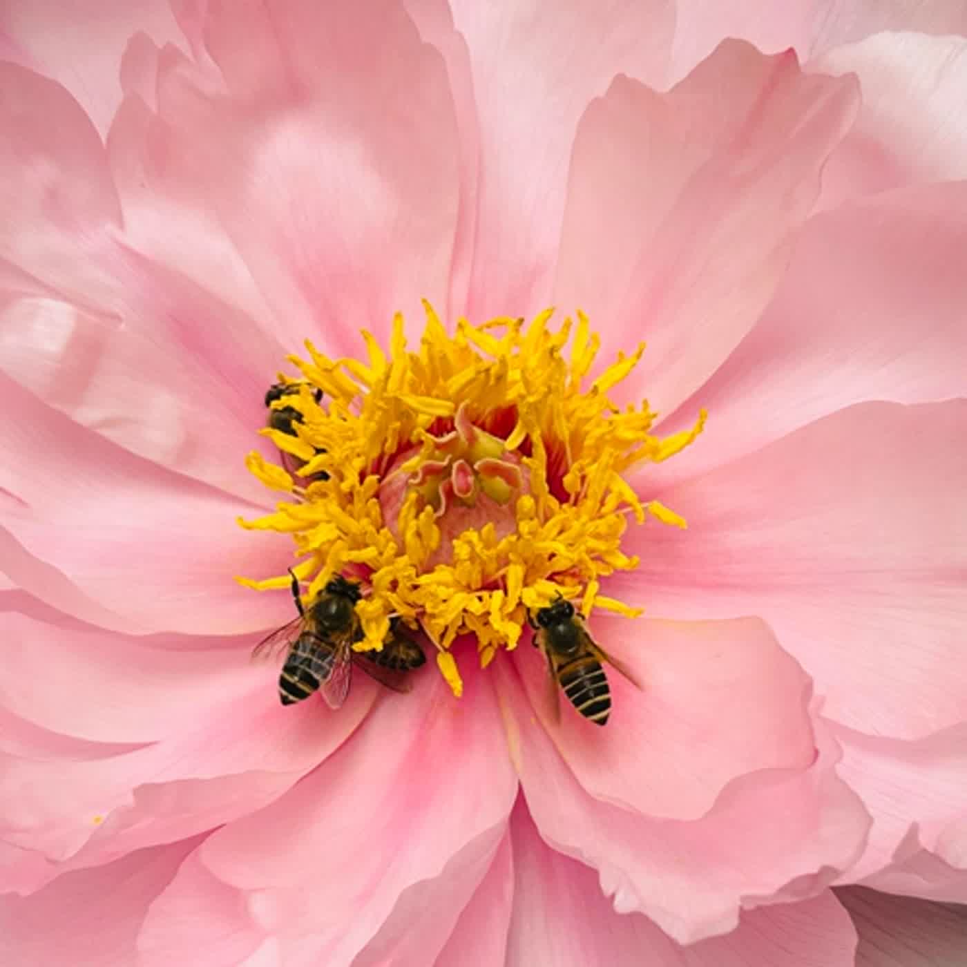 慧馨牧師與你一起讀經：詩篇126台