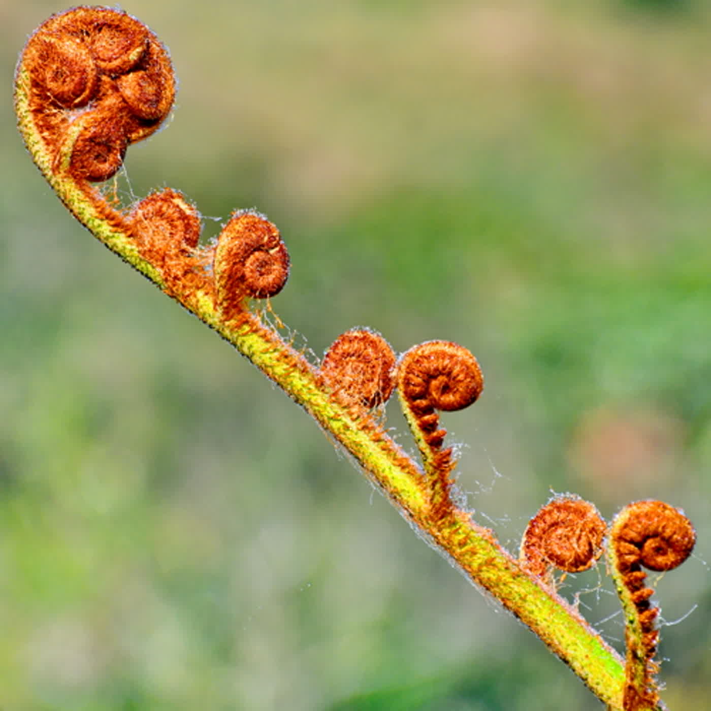 慧馨牧師與你一起讀經：詩篇84華