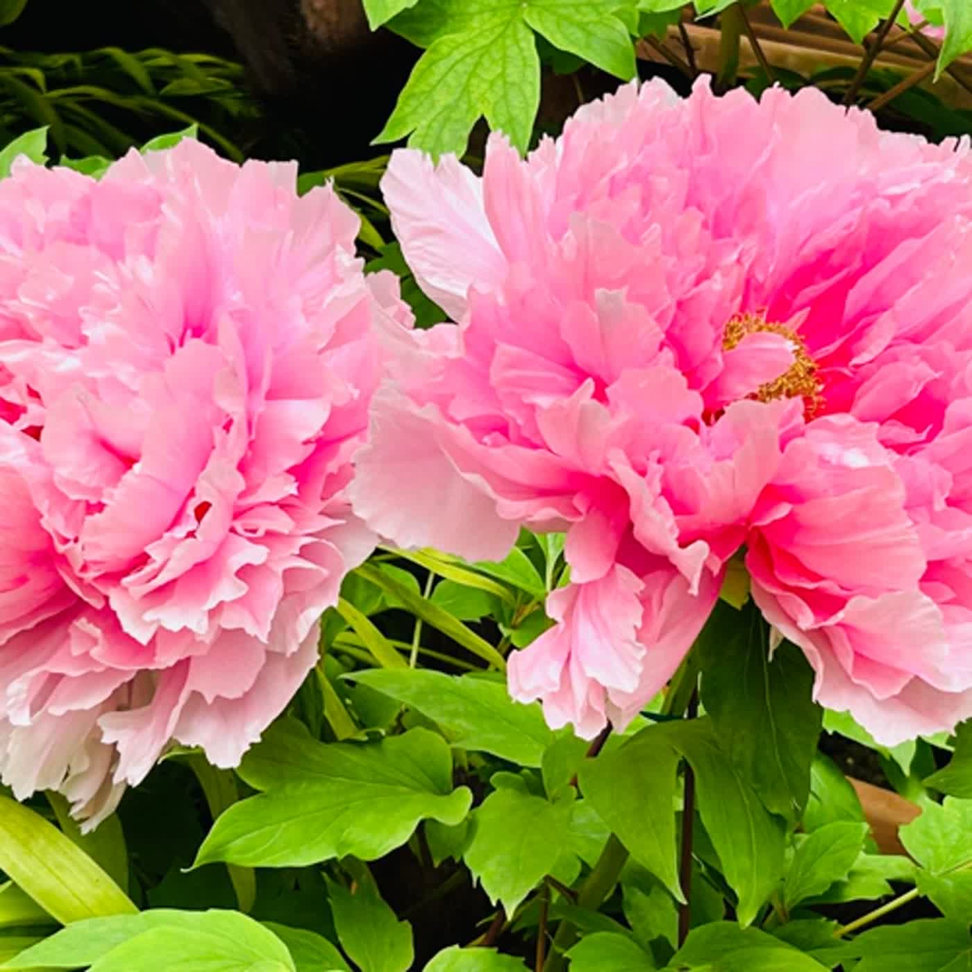 慧馨牧師與你一起讀經：詩篇119:65-72台