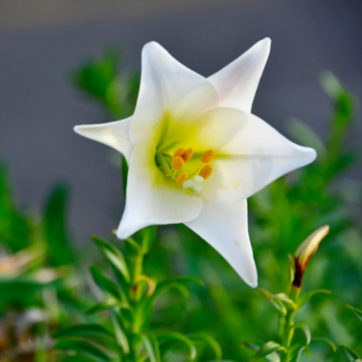 慧馨牧師與你一起讀經：詩篇65華