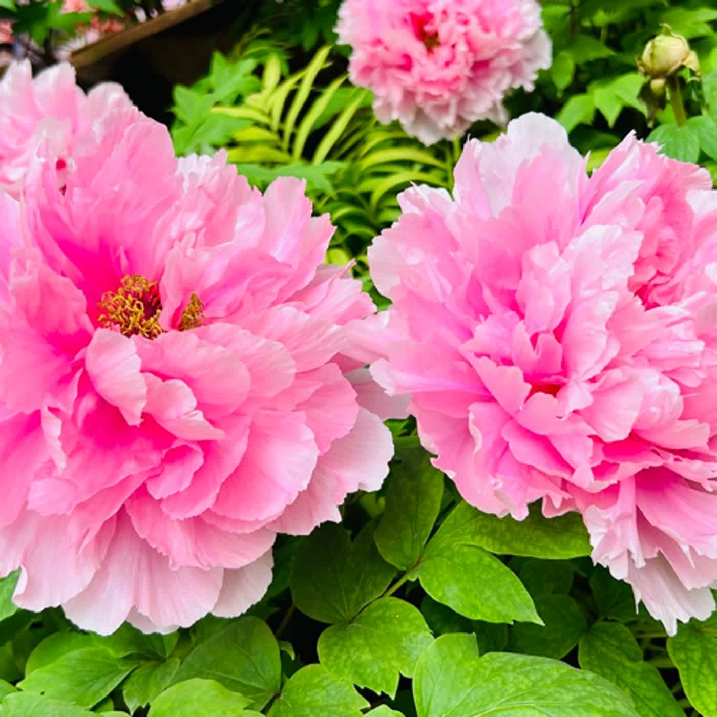 慧馨牧師與你一起讀經：詩篇119:145-152華