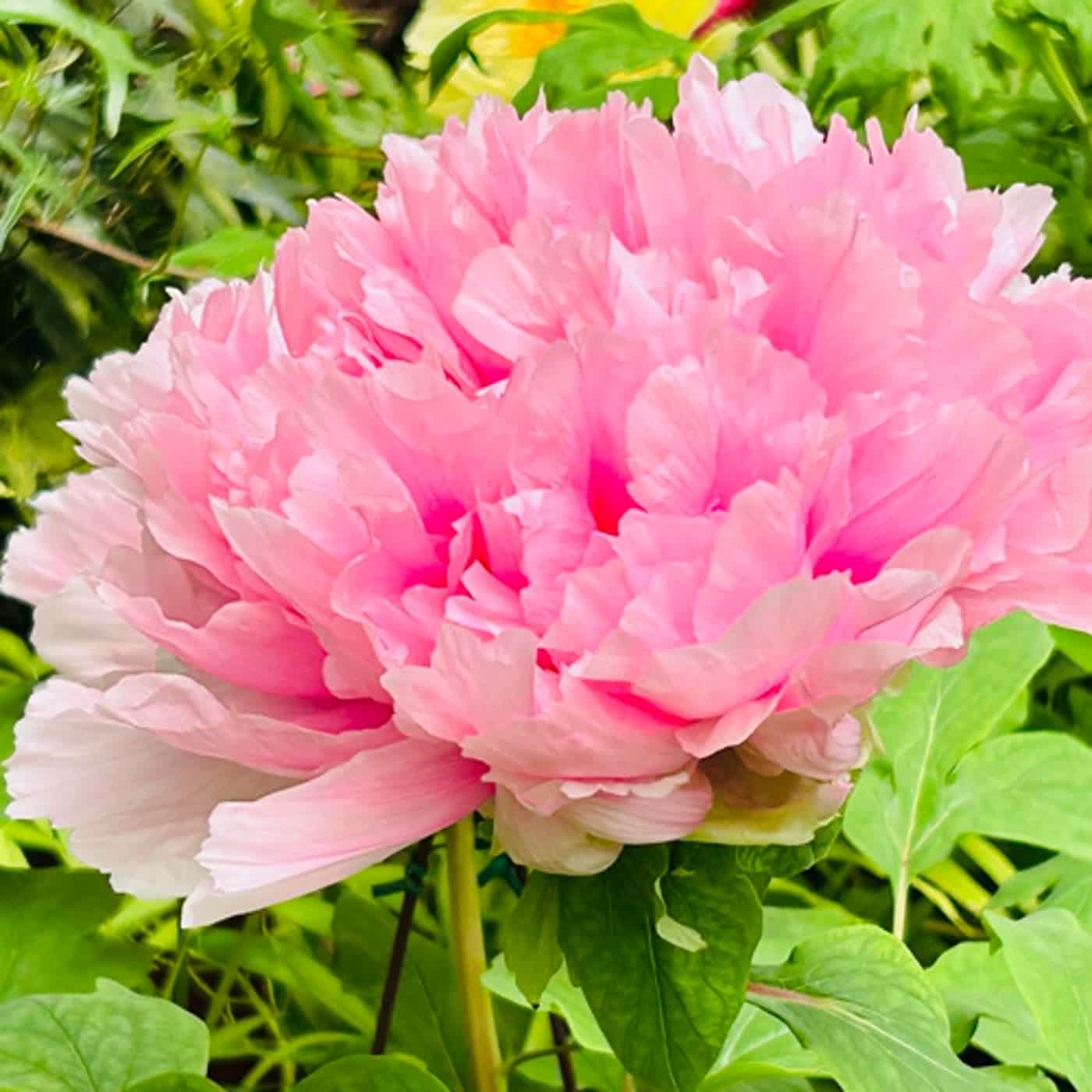 慧馨牧師與你一起讀經：詩篇119:73-80台