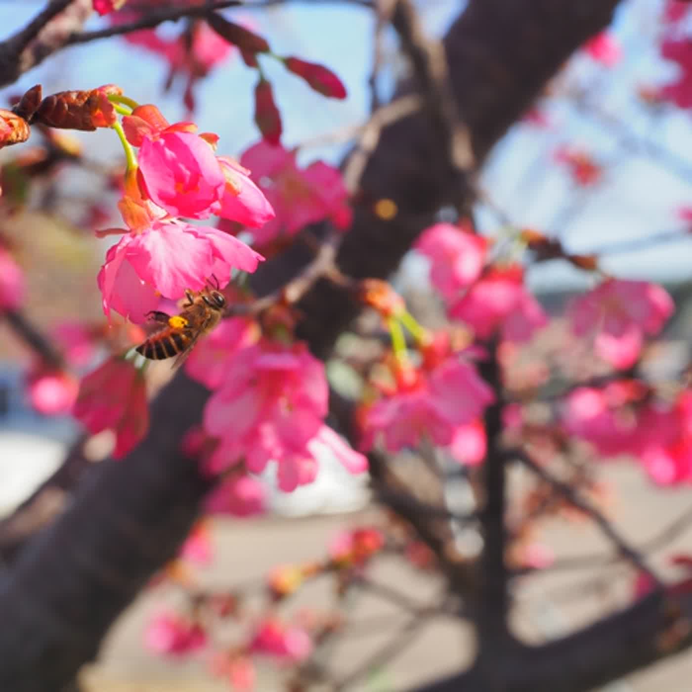 慧馨牧師與你一起讀經：箴言5台