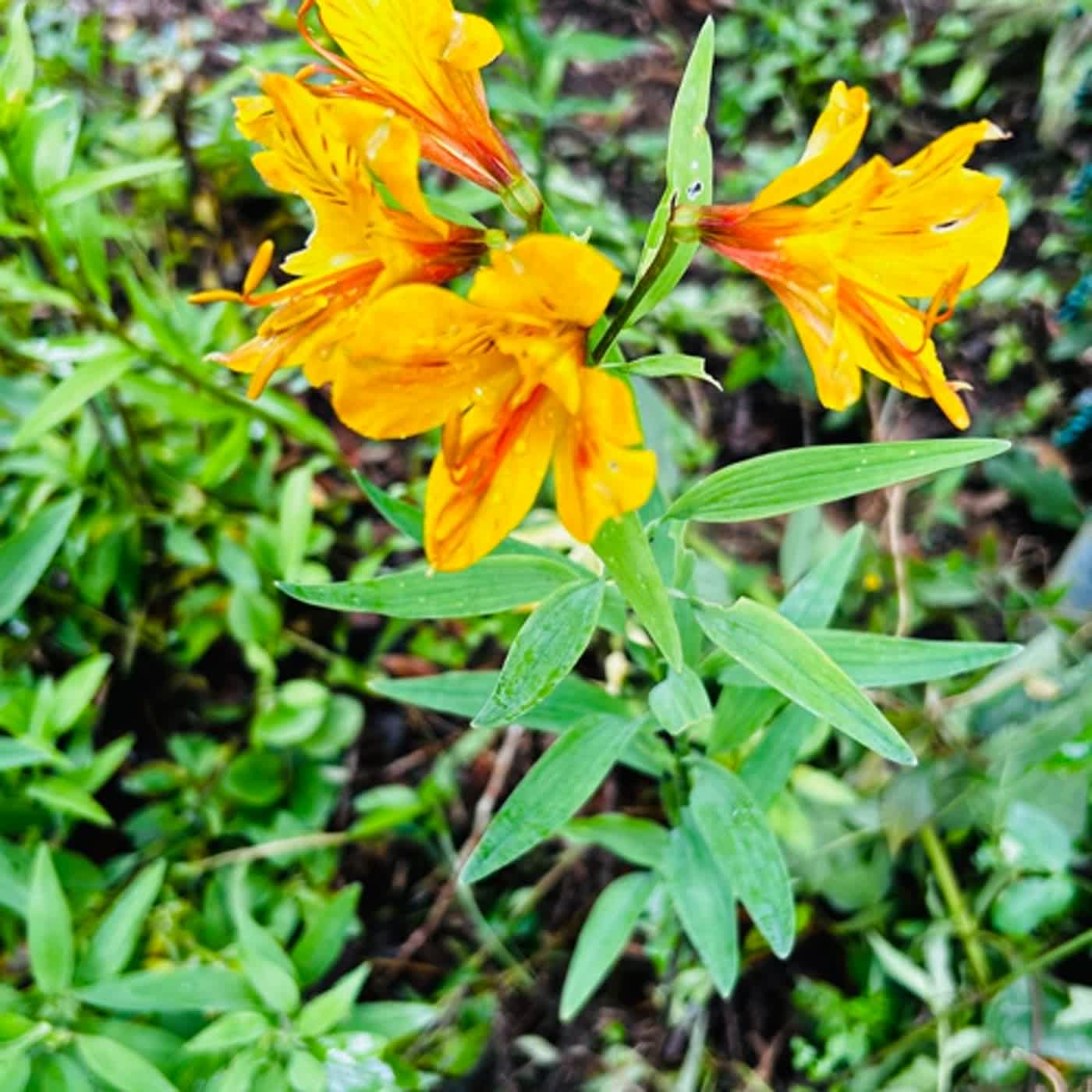 慧馨牧師與你一起讀經：詩篇136華