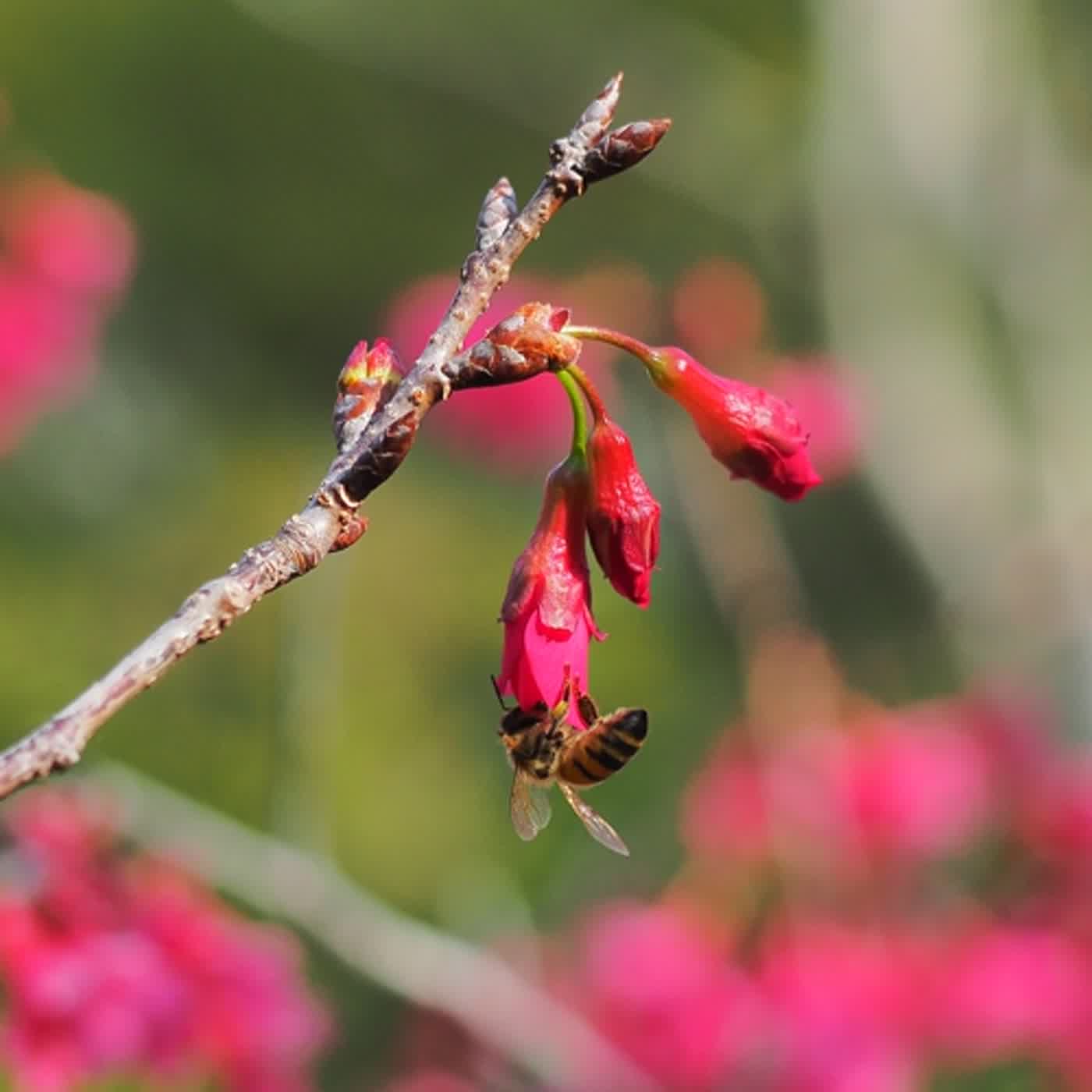 慧馨牧師與你一起讀經：箴言6:20-35華