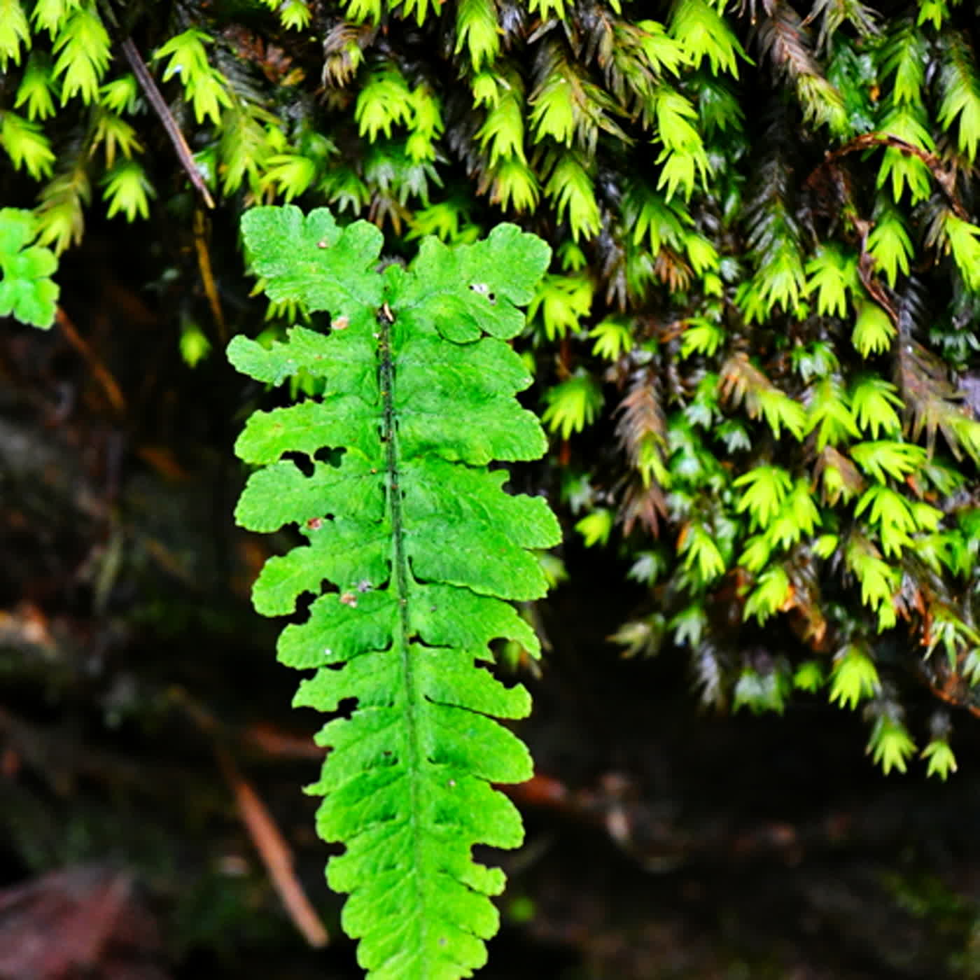 慧馨牧師與你一起讀經：詩篇83華